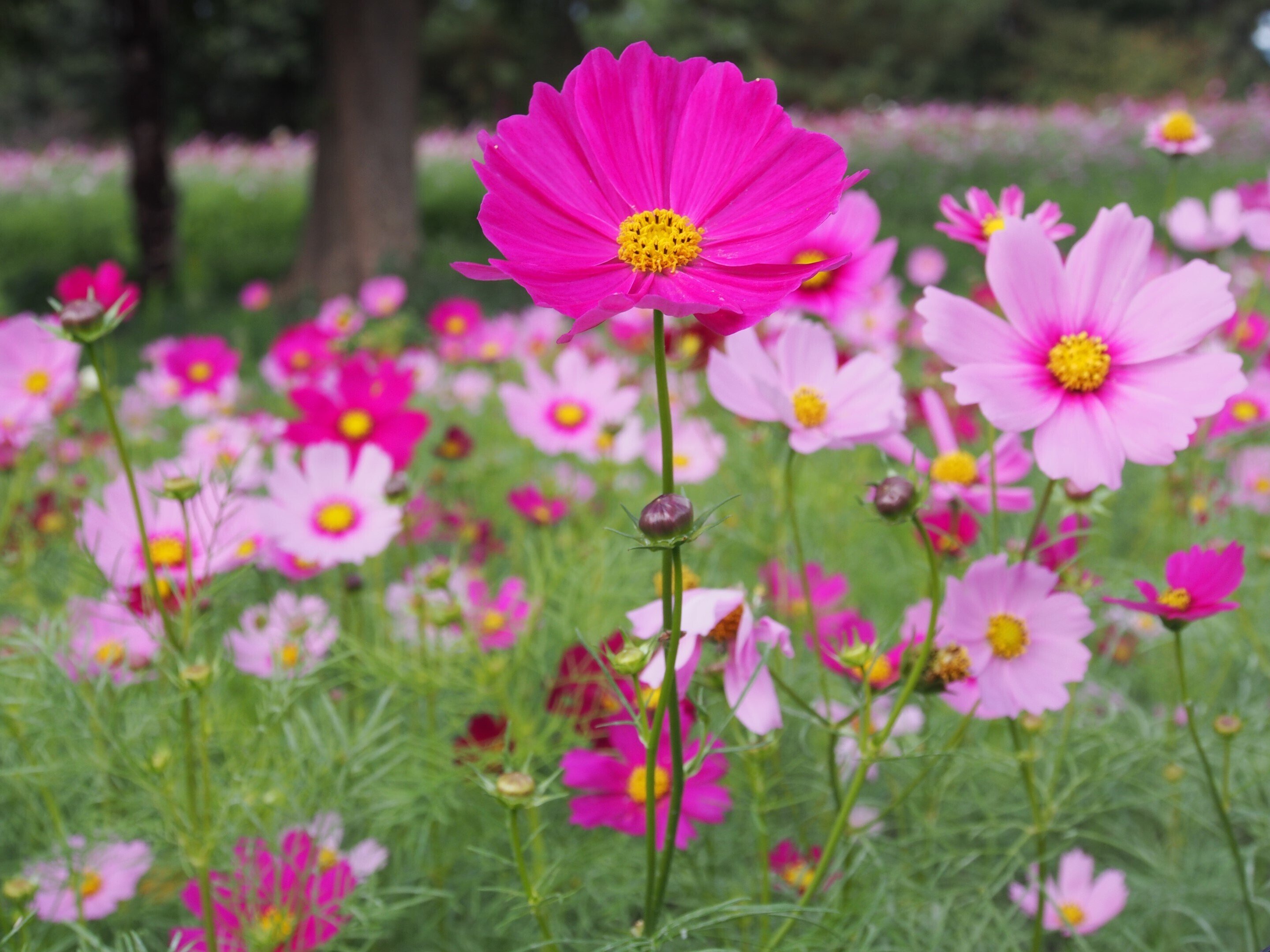 尼崎市 武庫川髭の渡しコスモス園2024年10月30日【コスモス】｜レタス