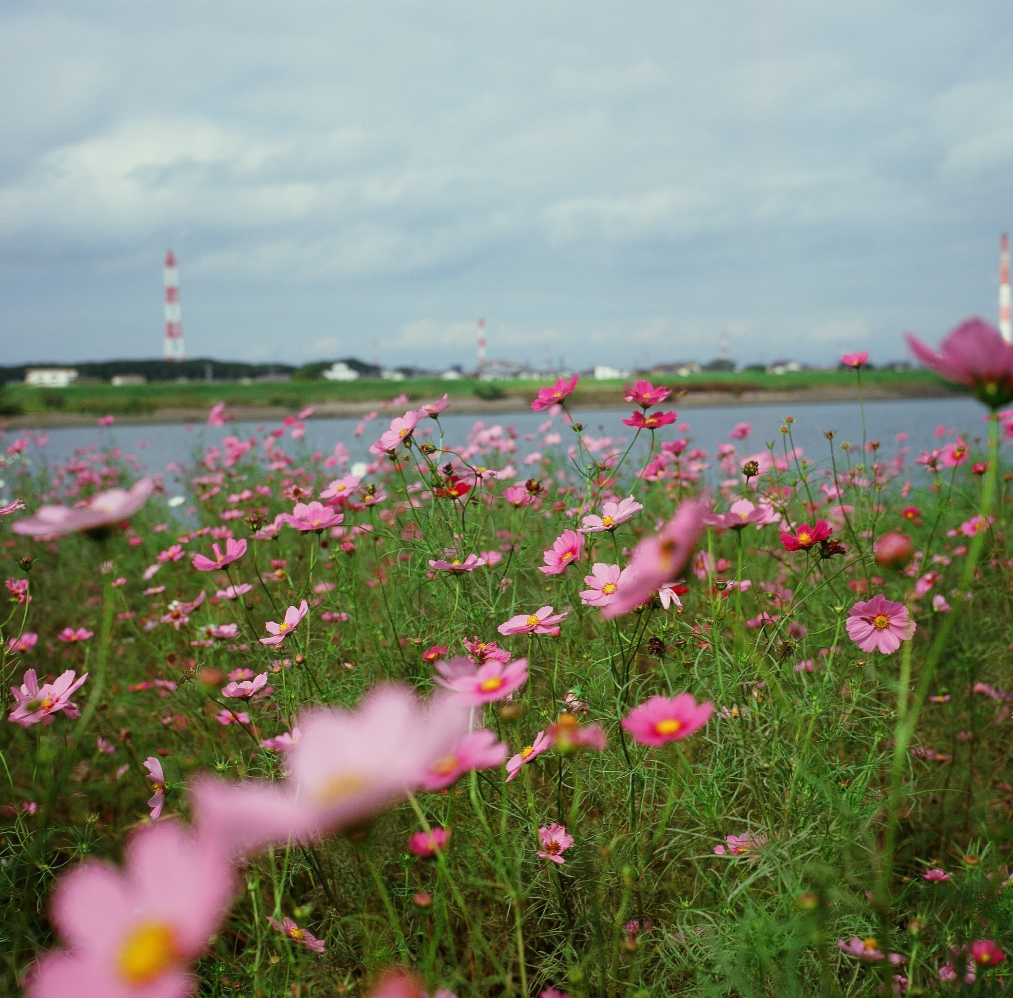 Velvia100】10年期限切れベルビア100は写るのか？｜RURI