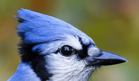 シカゴでバードウォッチング！】 Blue Jay アオカケス｜ローリー