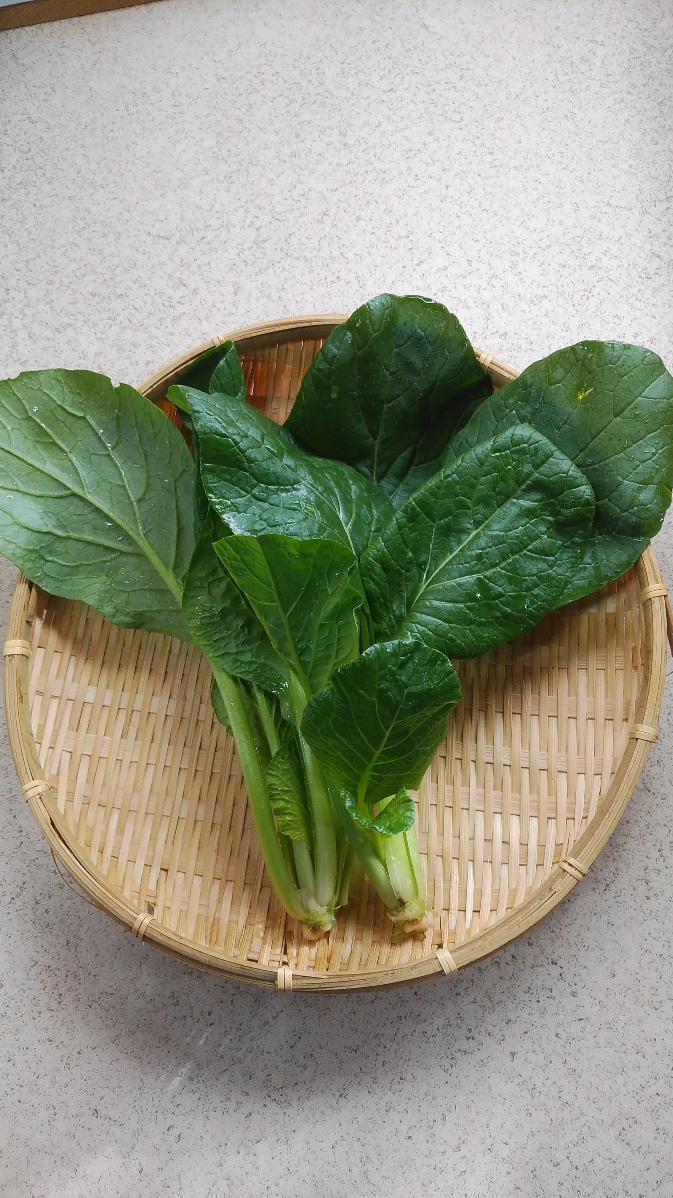 小松菜の話 | オーガニック農園 しあわせ野菜畑