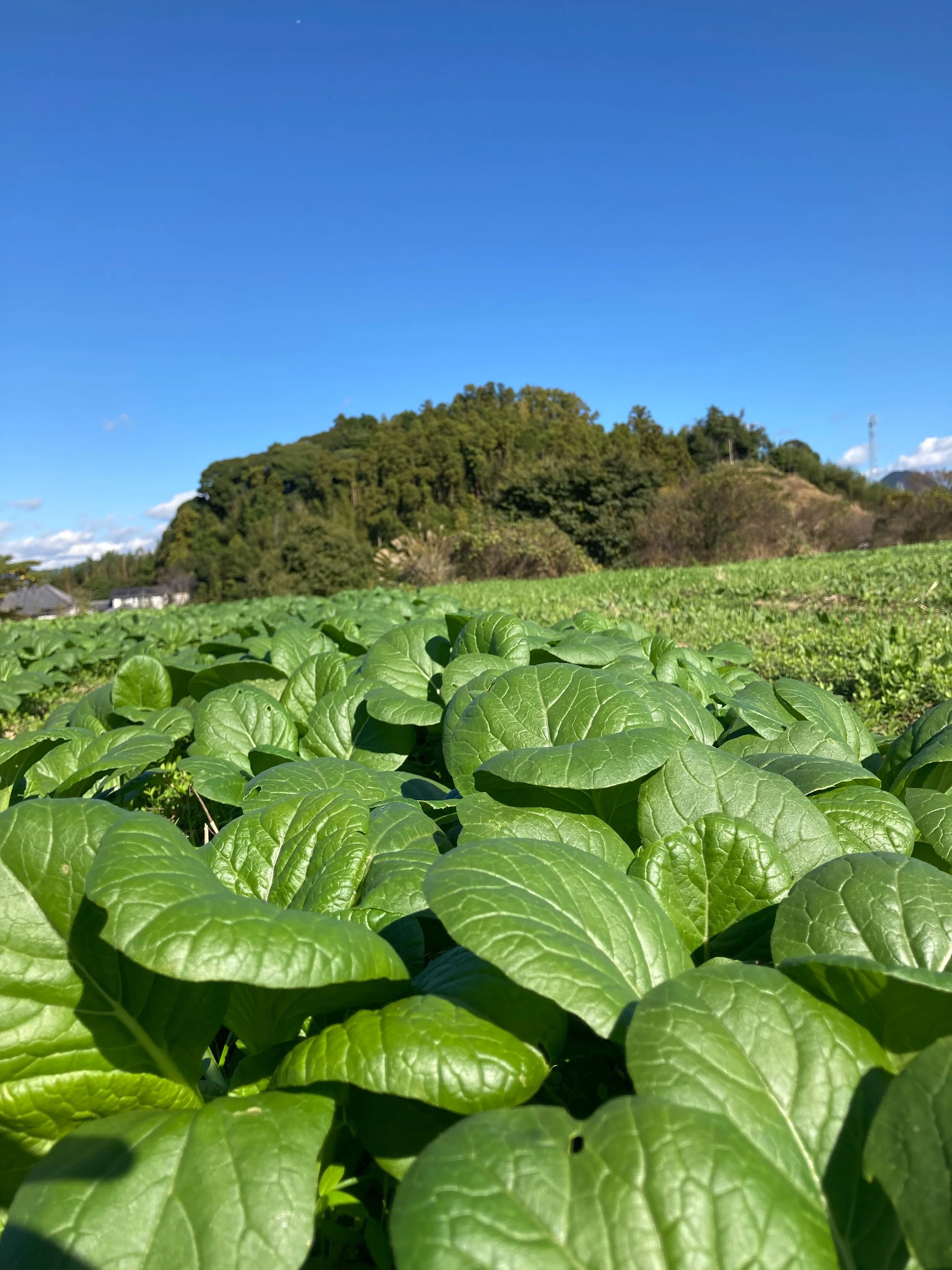 小松菜の話 | オーガニック農園 しあわせ野菜畑