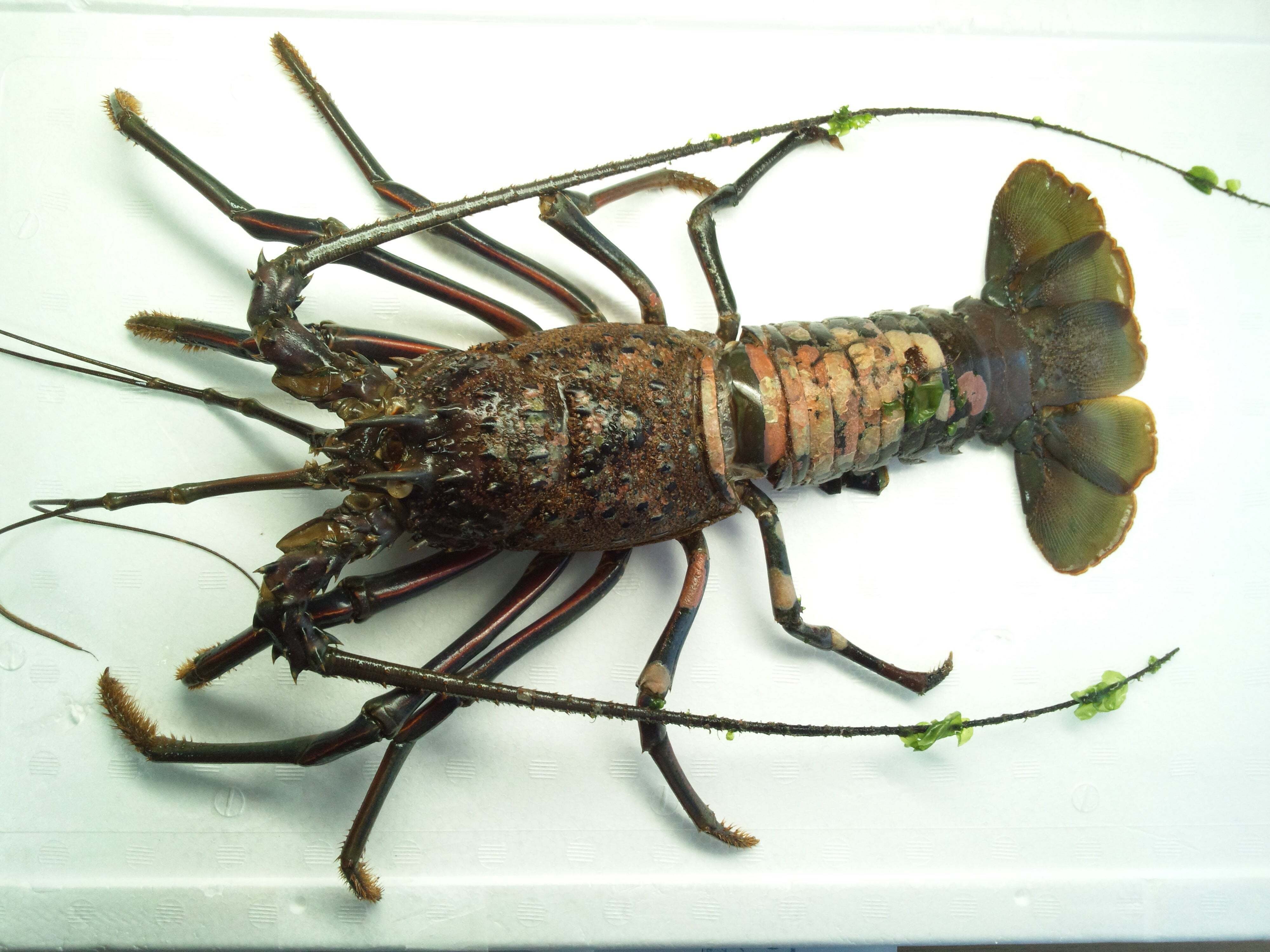 イセエビの抜け殻から剥製を作ってみた｜魚道部！/ 剥製師 力石眞弘