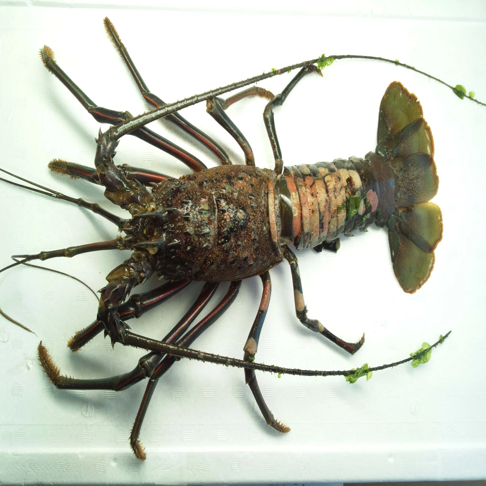 イセエビの抜け殻から剥製を作ってみた｜魚道部！/ 剥製師 力石眞弘 