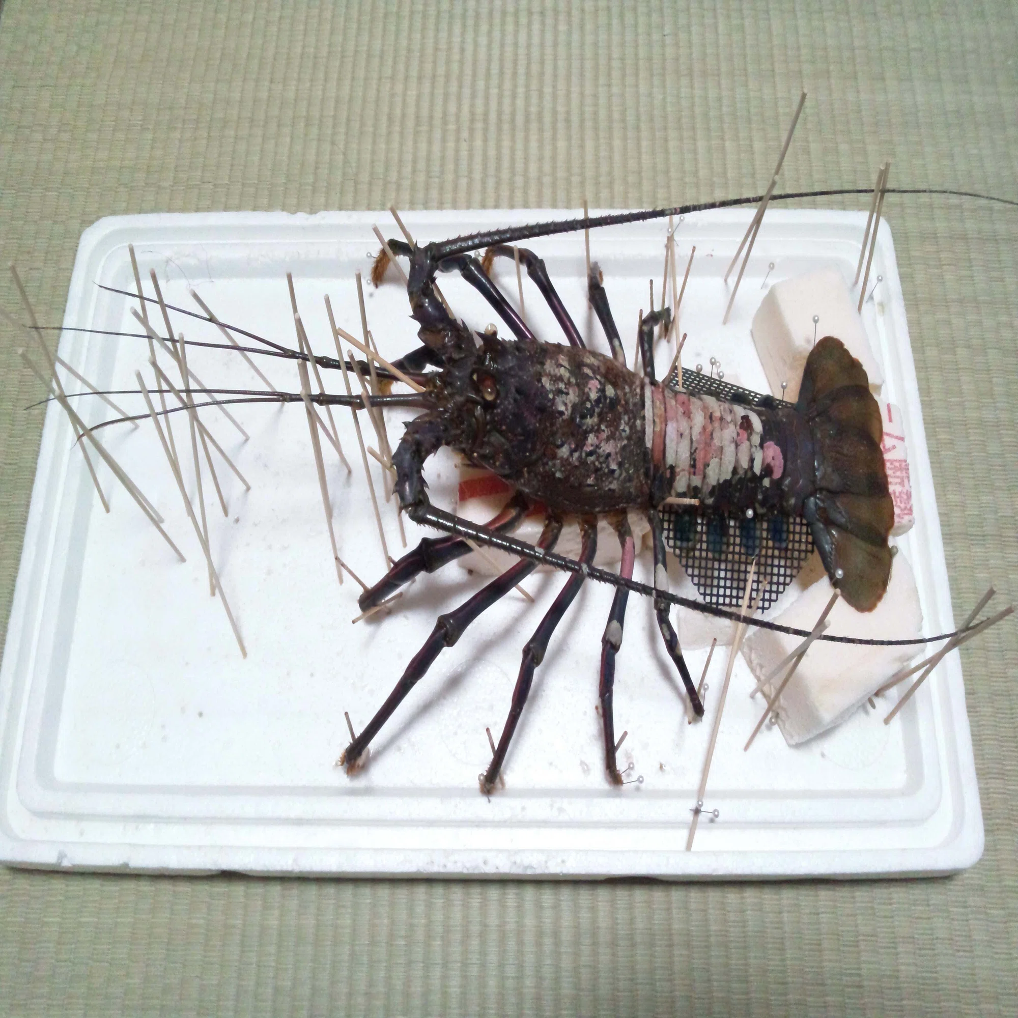 イセエビの抜け殻から剥製を作ってみた｜魚道部！/ 剥製師 力石眞弘 