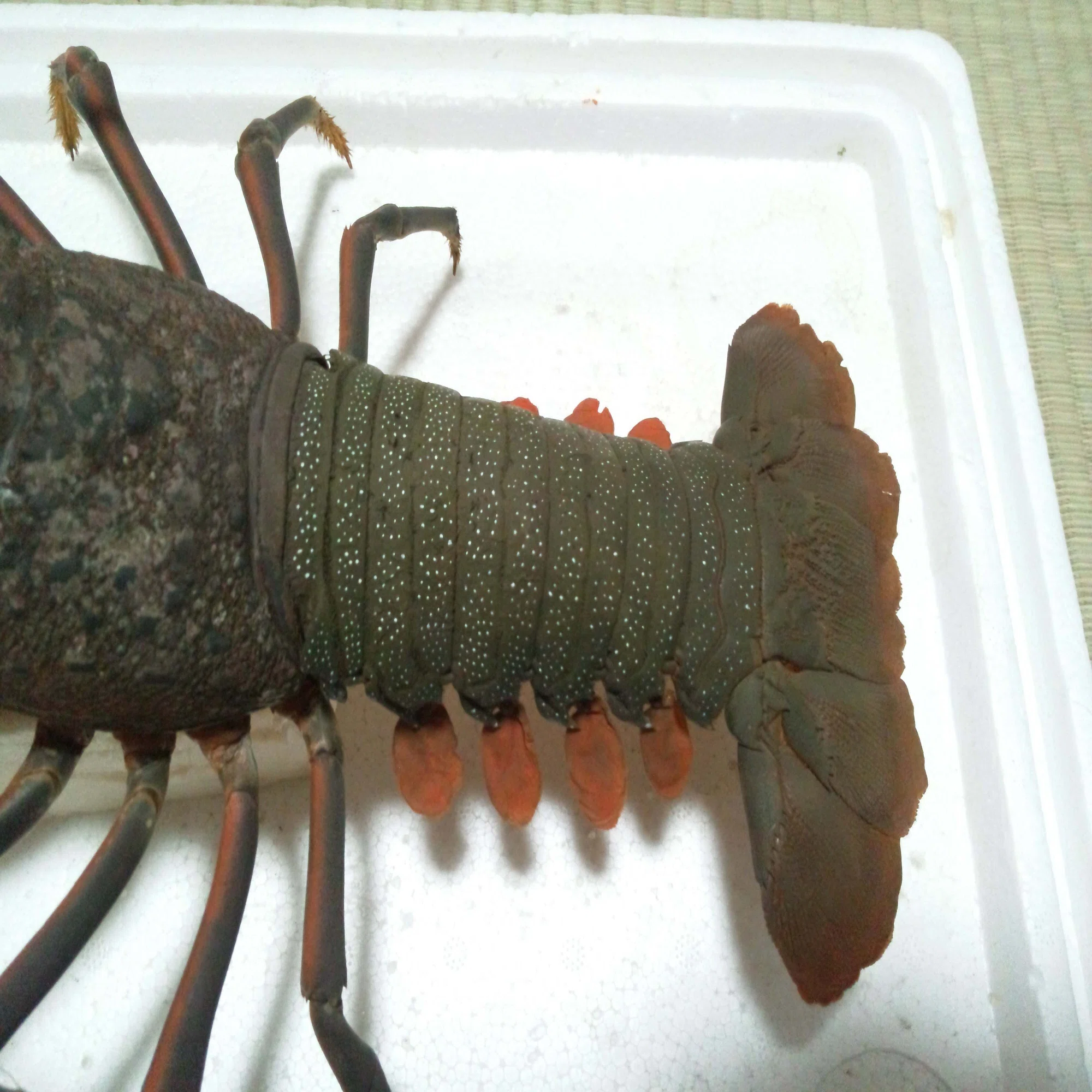 イセエビの抜け殻から剥製を作ってみた｜魚道部！/ 剥製師 力石眞弘 
