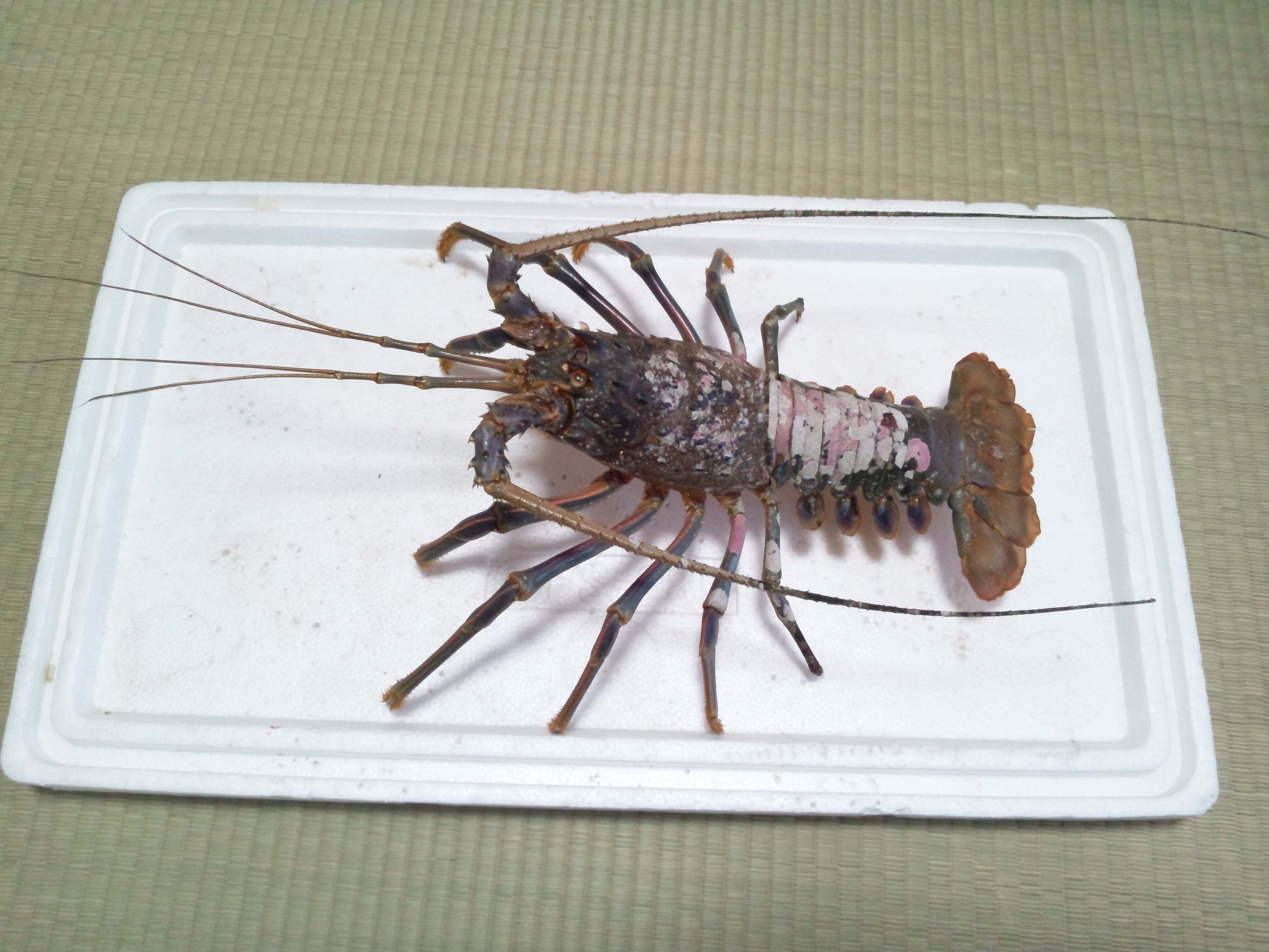 伊勢海老 剥製 伊勢海老 剥製 - メルカリ