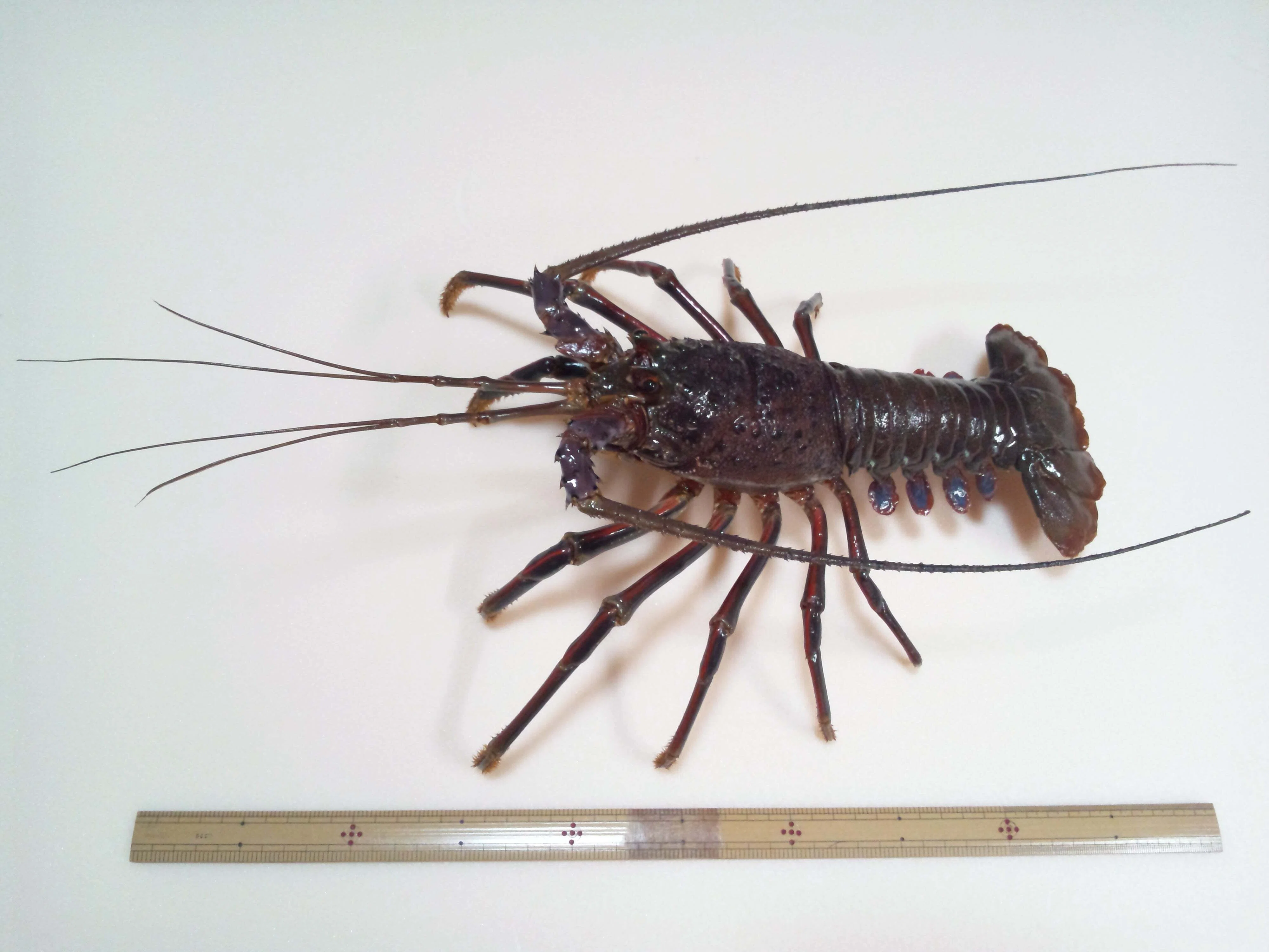 イセエビの抜け殻から剥製を作ってみた｜魚道部！/ 剥製師 力石眞弘
