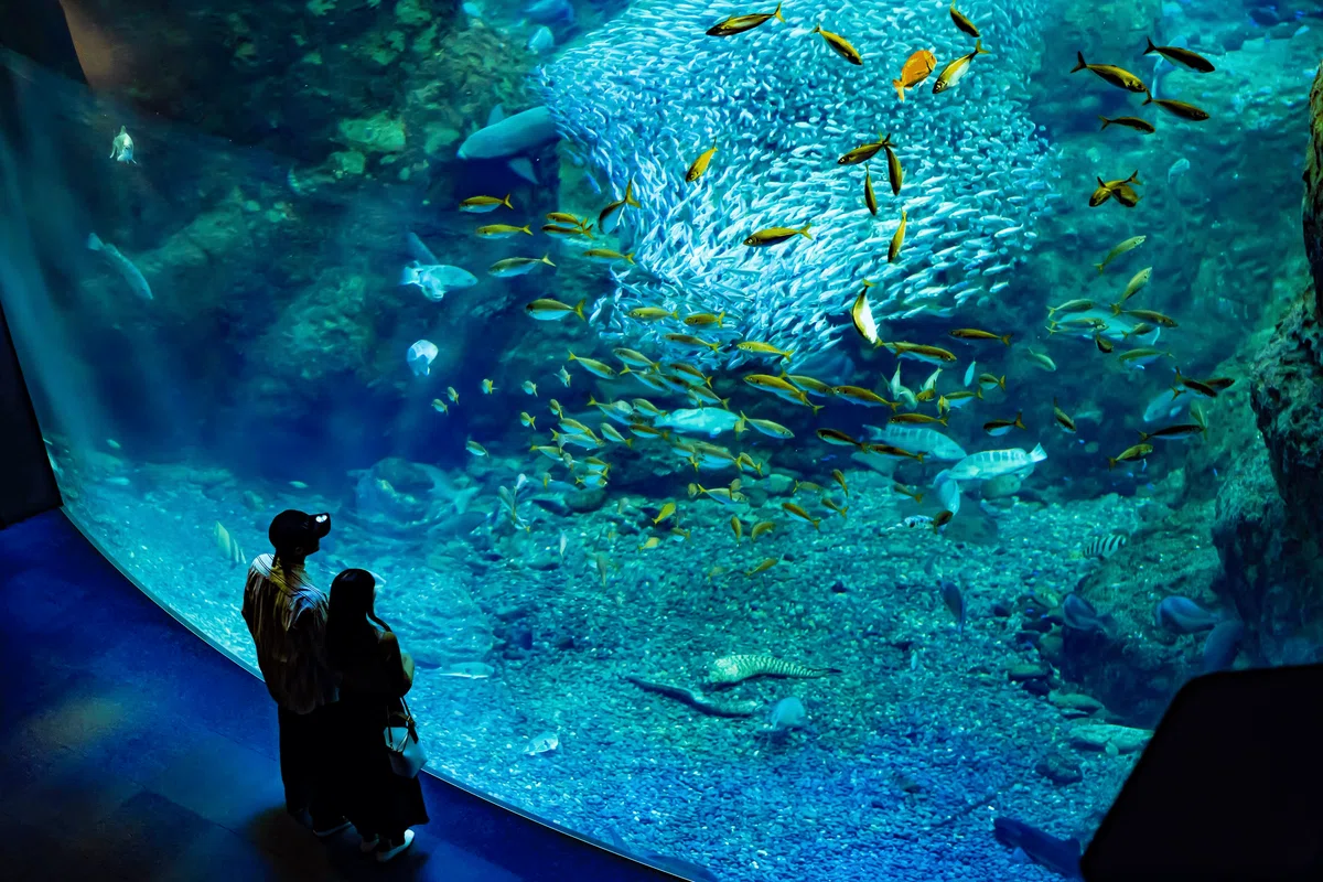 新江ノ島水族館 相模湾大水槽