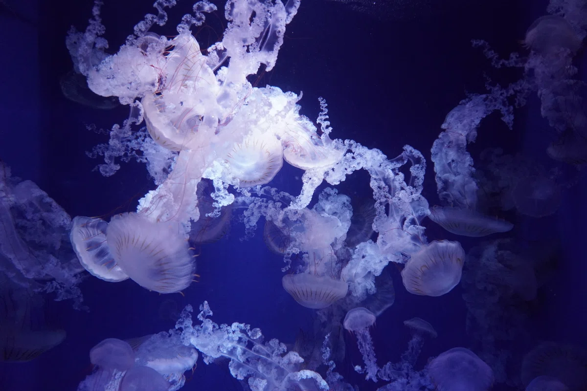 新江ノ島水族館のクラゲ