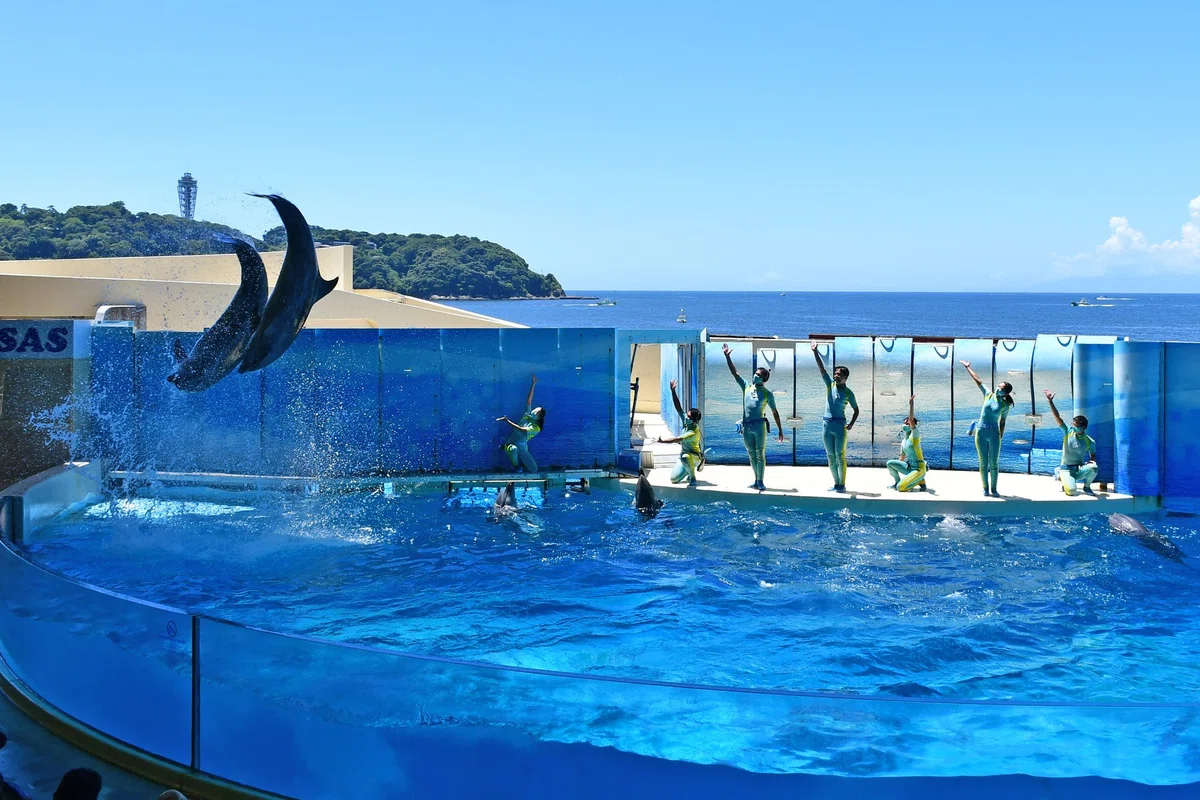 新江ノ島水族館 イルカショー