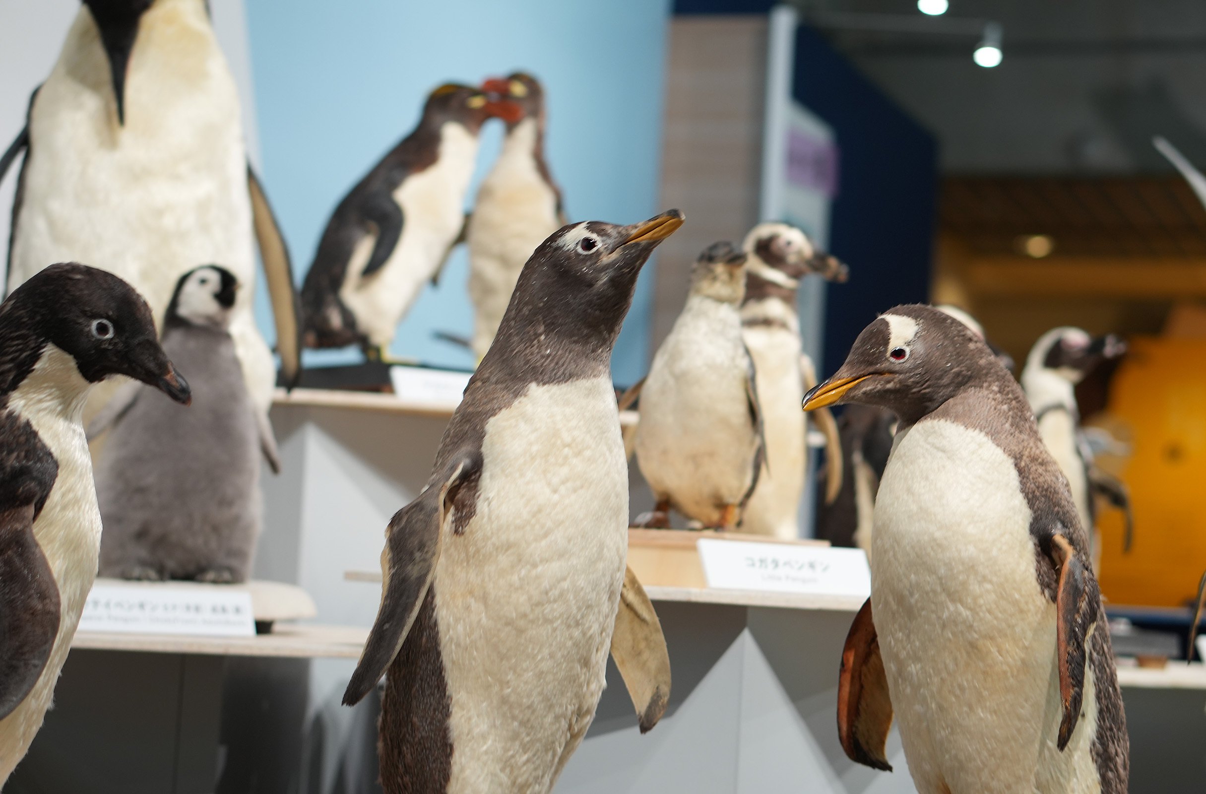 圧巻の標本数と最新研究成果で迫る 特別展『鳥』 ｜日経イベント＆セミナー