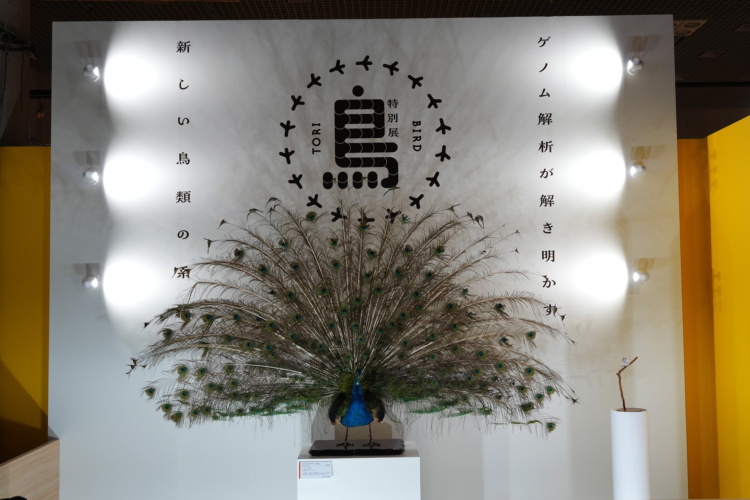 圧巻の標本数と最新研究成果で迫る 特別展『鳥』 ｜日経イベント＆セミナー