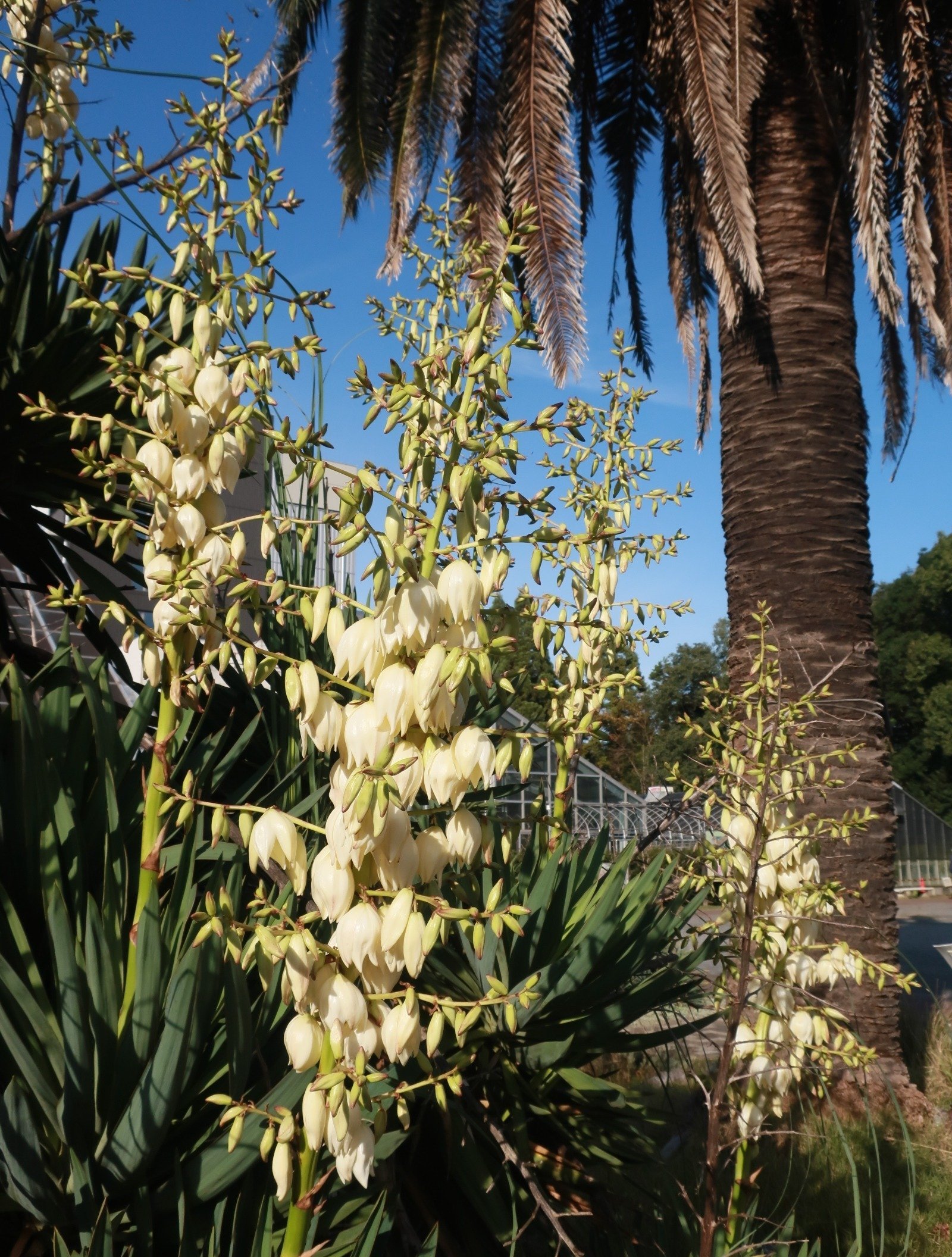 アツバ・キミガヨ・ラン「葉が厚く、永遠に栄える」｜日本一周、世界