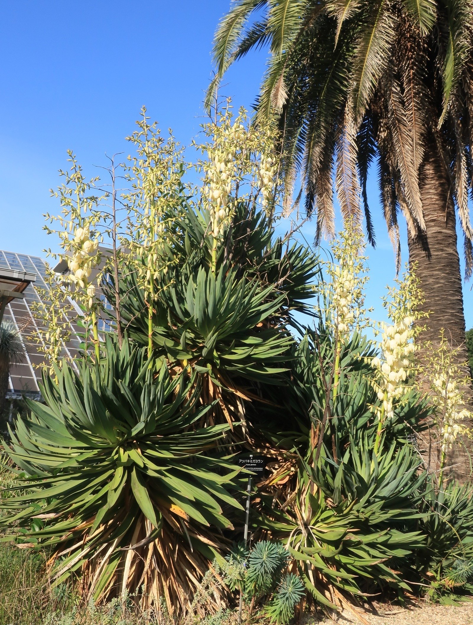 アツバ・キミガヨ・ラン「葉が厚く、永遠に栄える」｜日本一周、世界