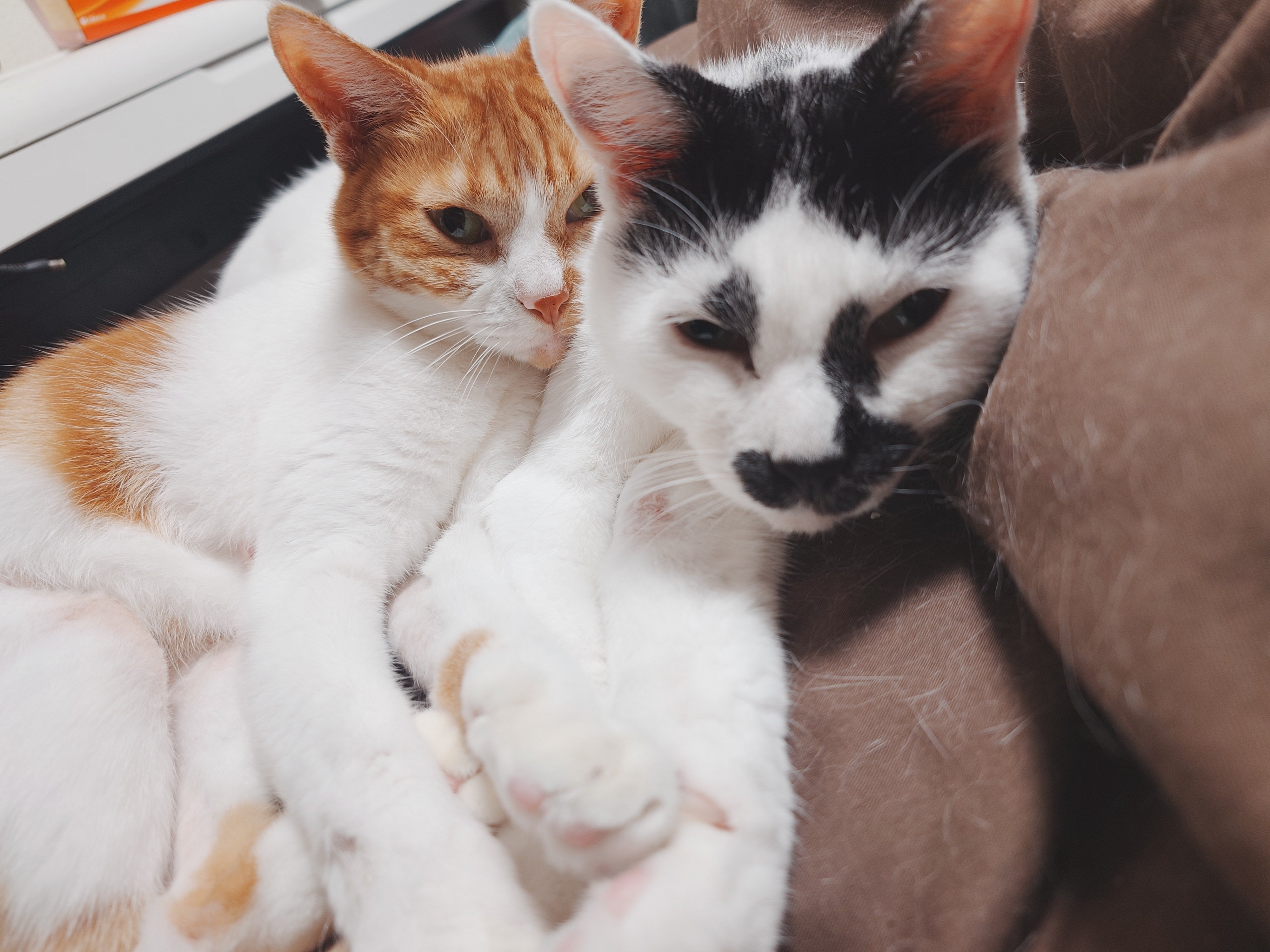 11月…。この子らが来て4年。野良猫にさわりたい！仲良くなるための方法