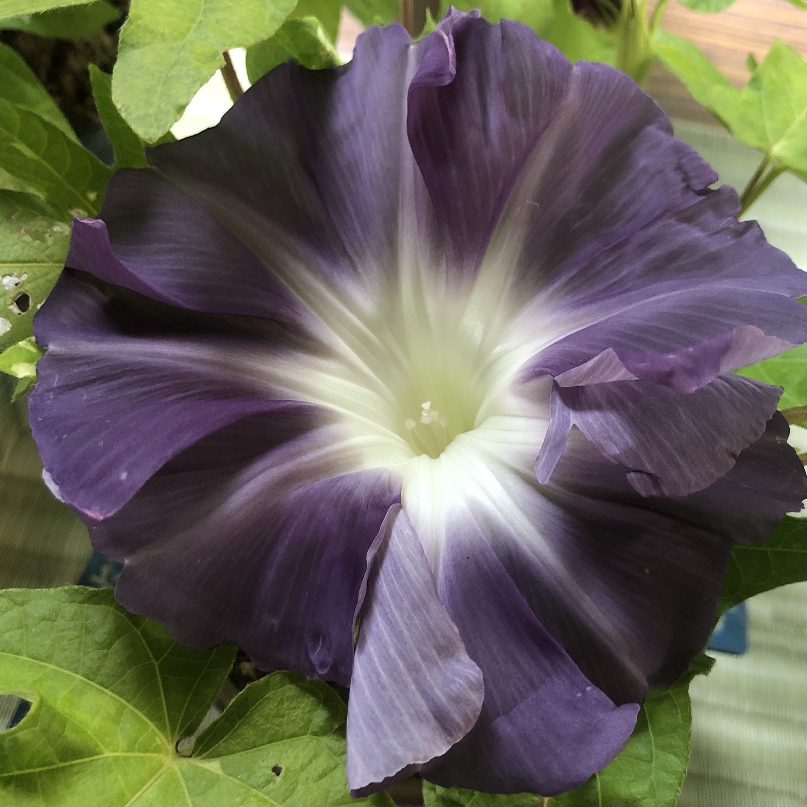 はな・物語 巻ノ七・アサガオ｜新井裕之（StudioA）