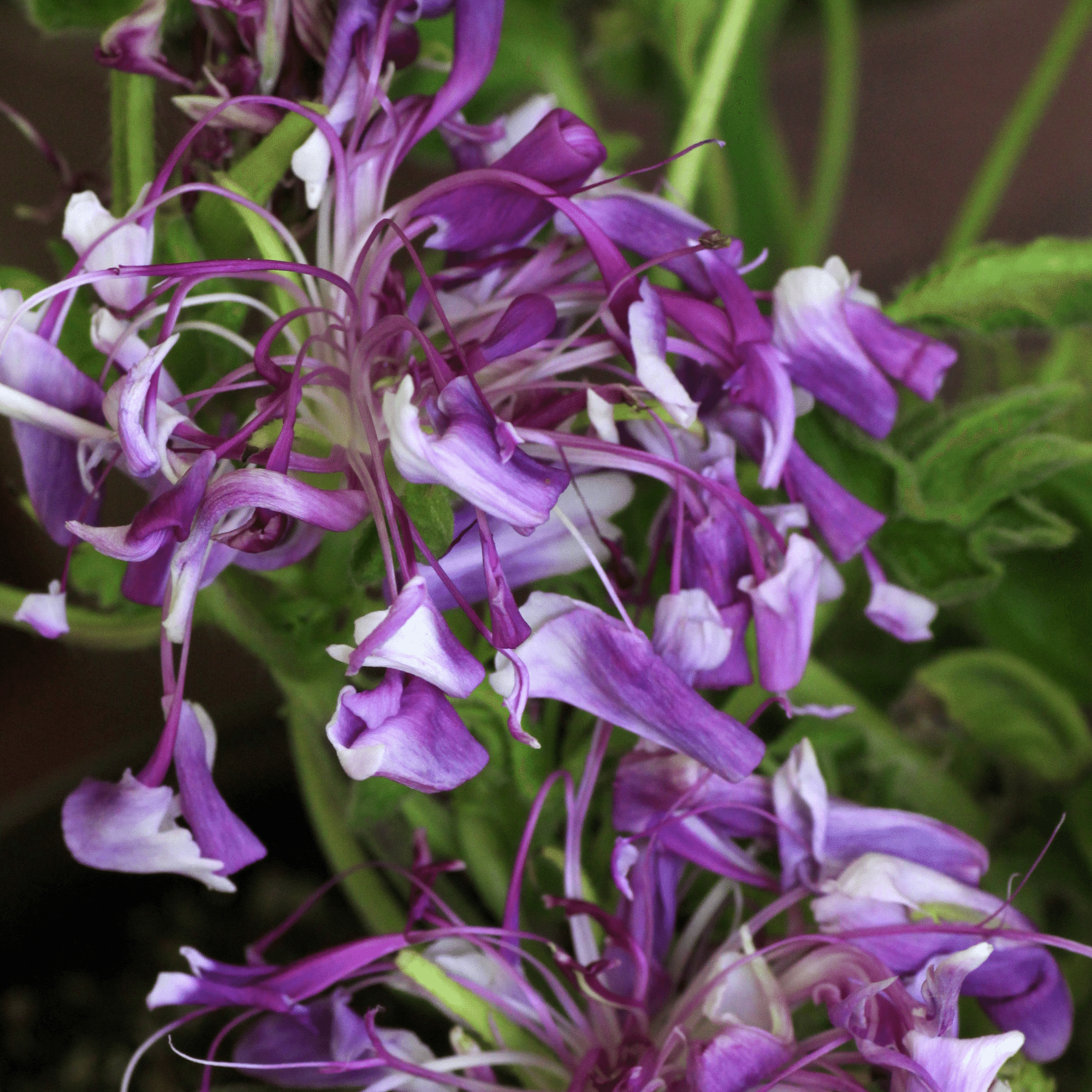 はな・物語 巻ノ七・アサガオ｜新井裕之（StudioA）