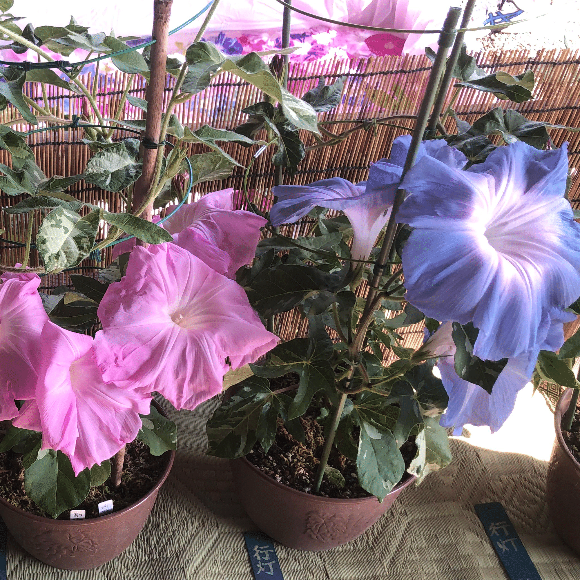 はな・物語 巻ノ七・アサガオ｜新井裕之（StudioA）