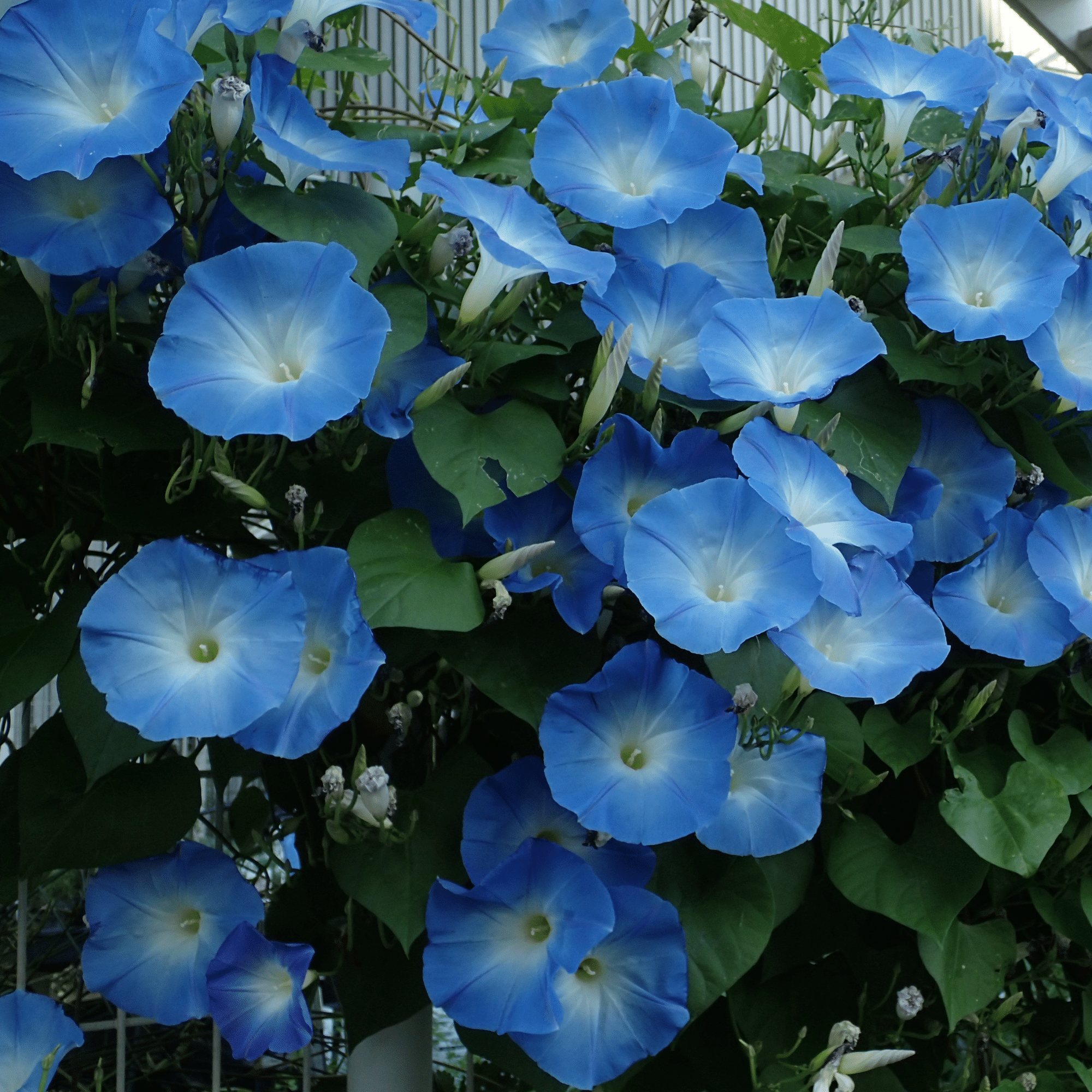 はな・物語 巻ノ七・アサガオ｜新井裕之（StudioA）