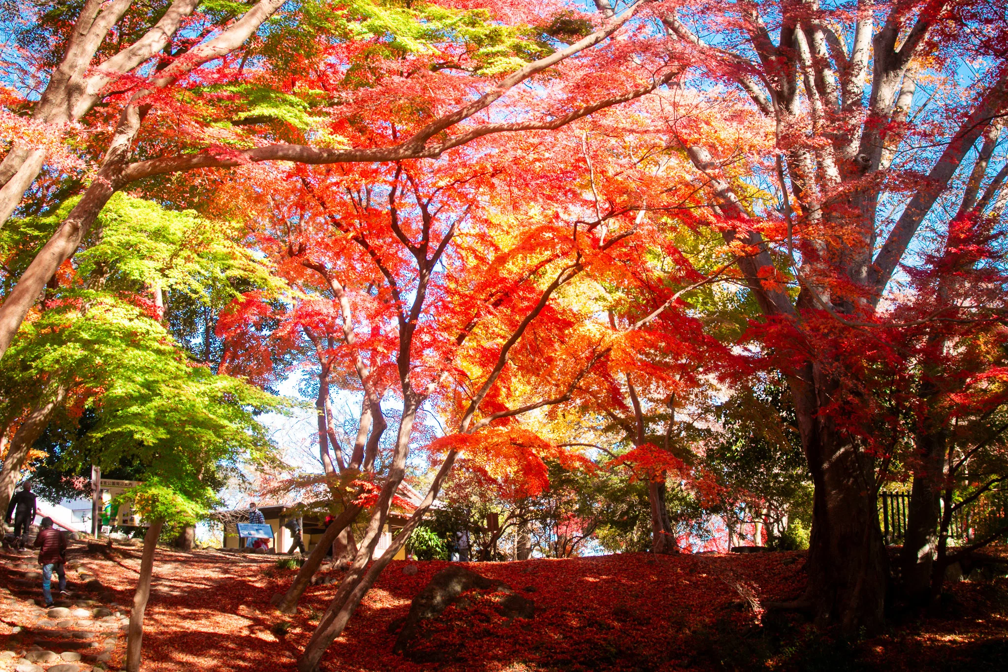 AUTUMN LEAVES in YORII ～秋の寄居町で幻想的な風景を～｜寄居