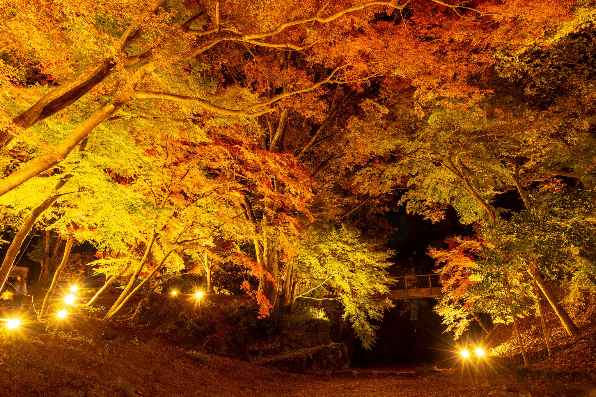 AUTUMN LEAVES in YORII ～秋の寄居町で幻想的な風景を～｜寄居