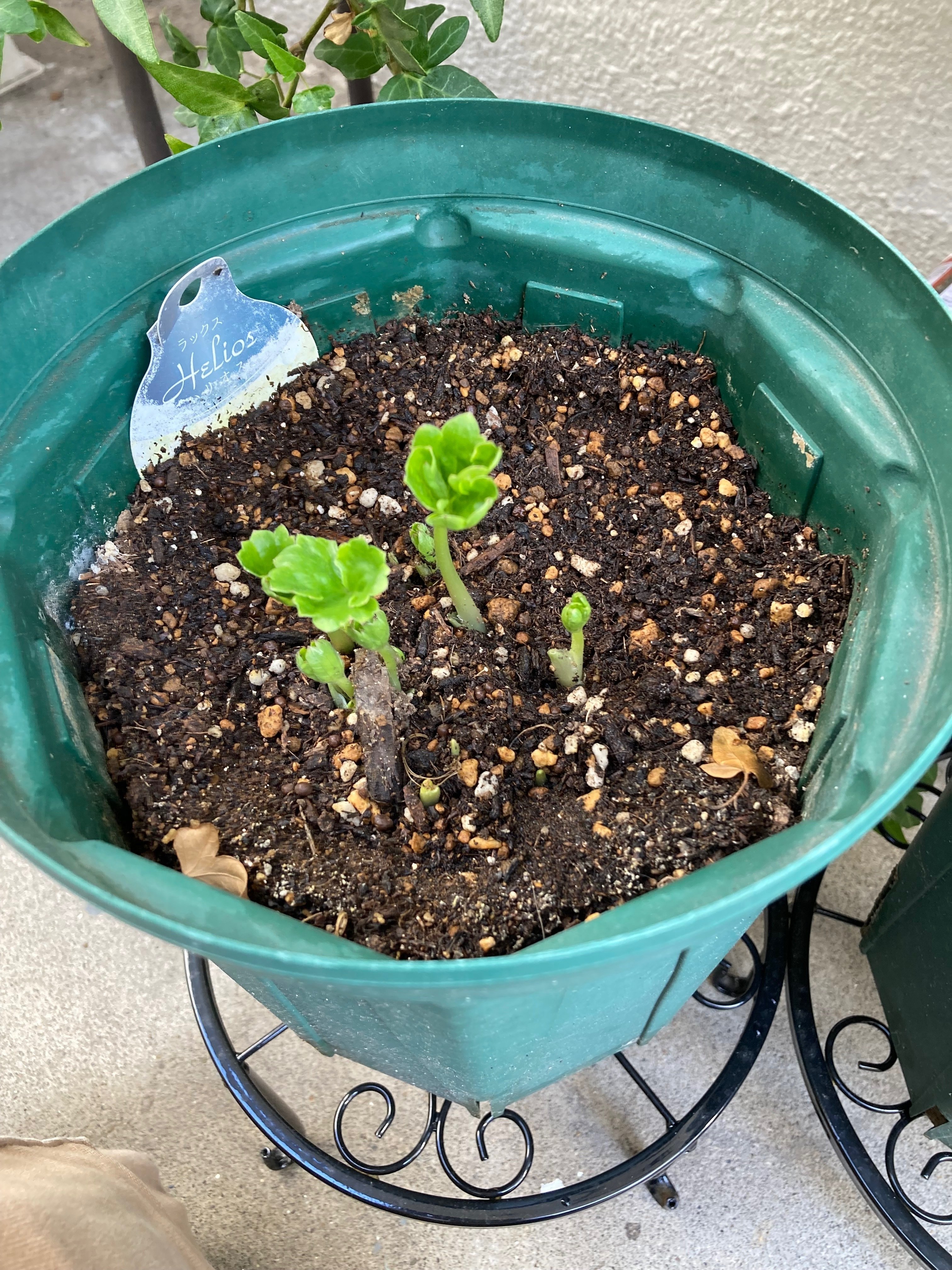 ラナンキュラスラックスの芽出し｜1969kao1988hana