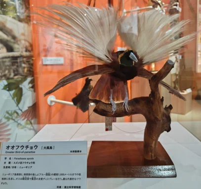 鳥展！！（国立科学博物館/上野）｜佐野あきお