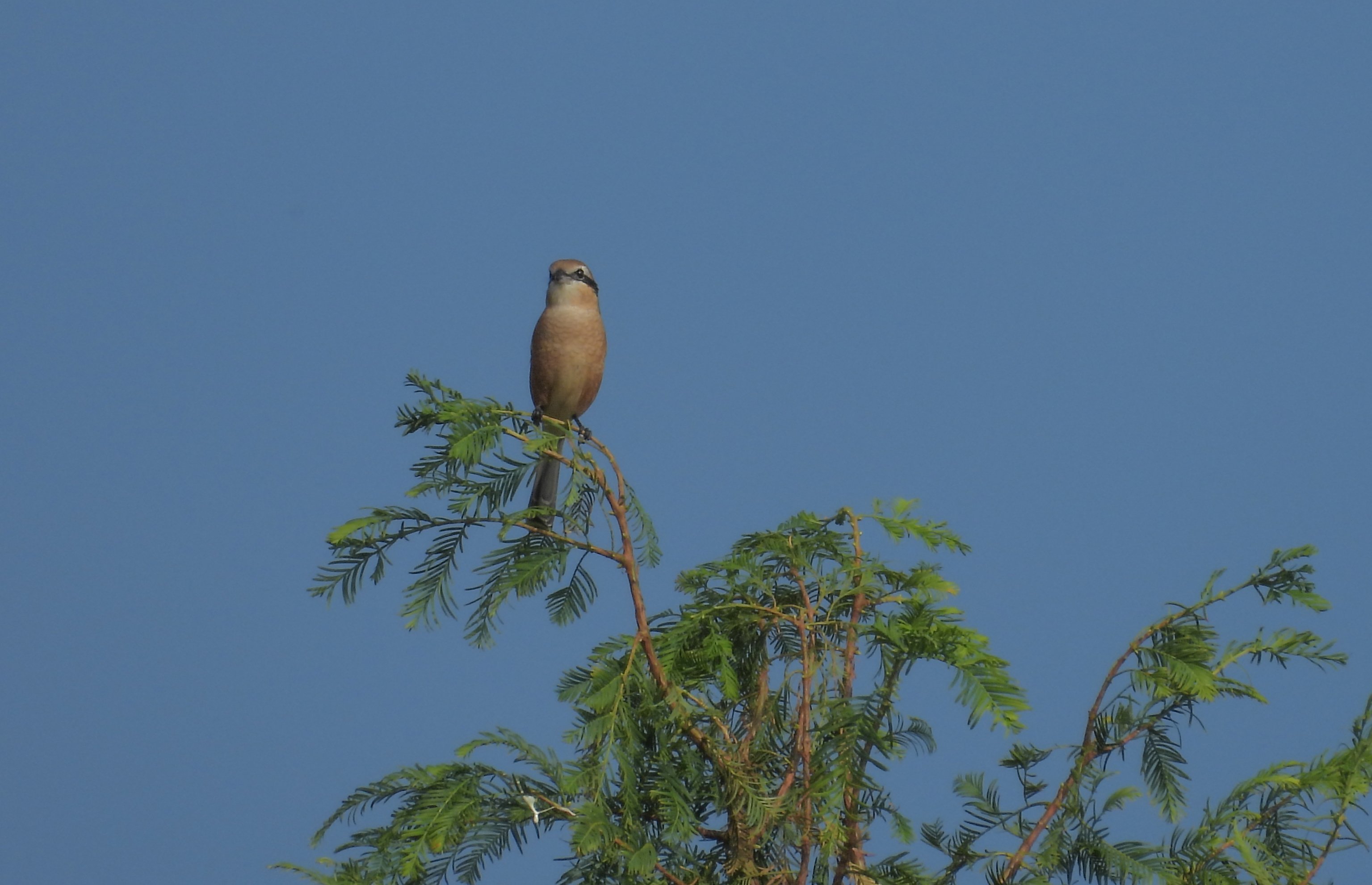 昭和記念公園、11月初めの探鳥と東京蚤の市｜a little bird told