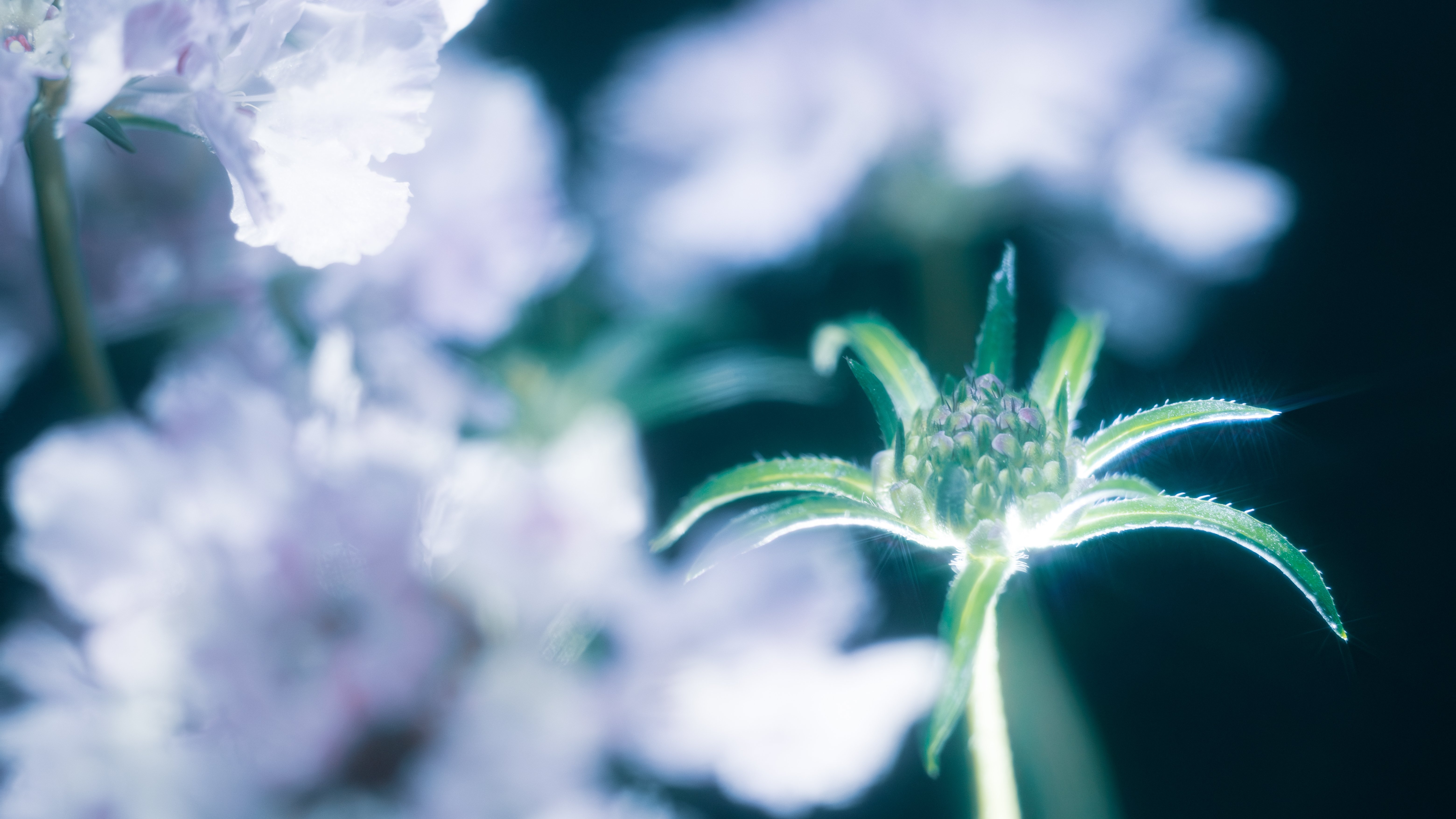 薄紫の氷花 スカビオサ｜タキツネ | 花の写真を撮ります