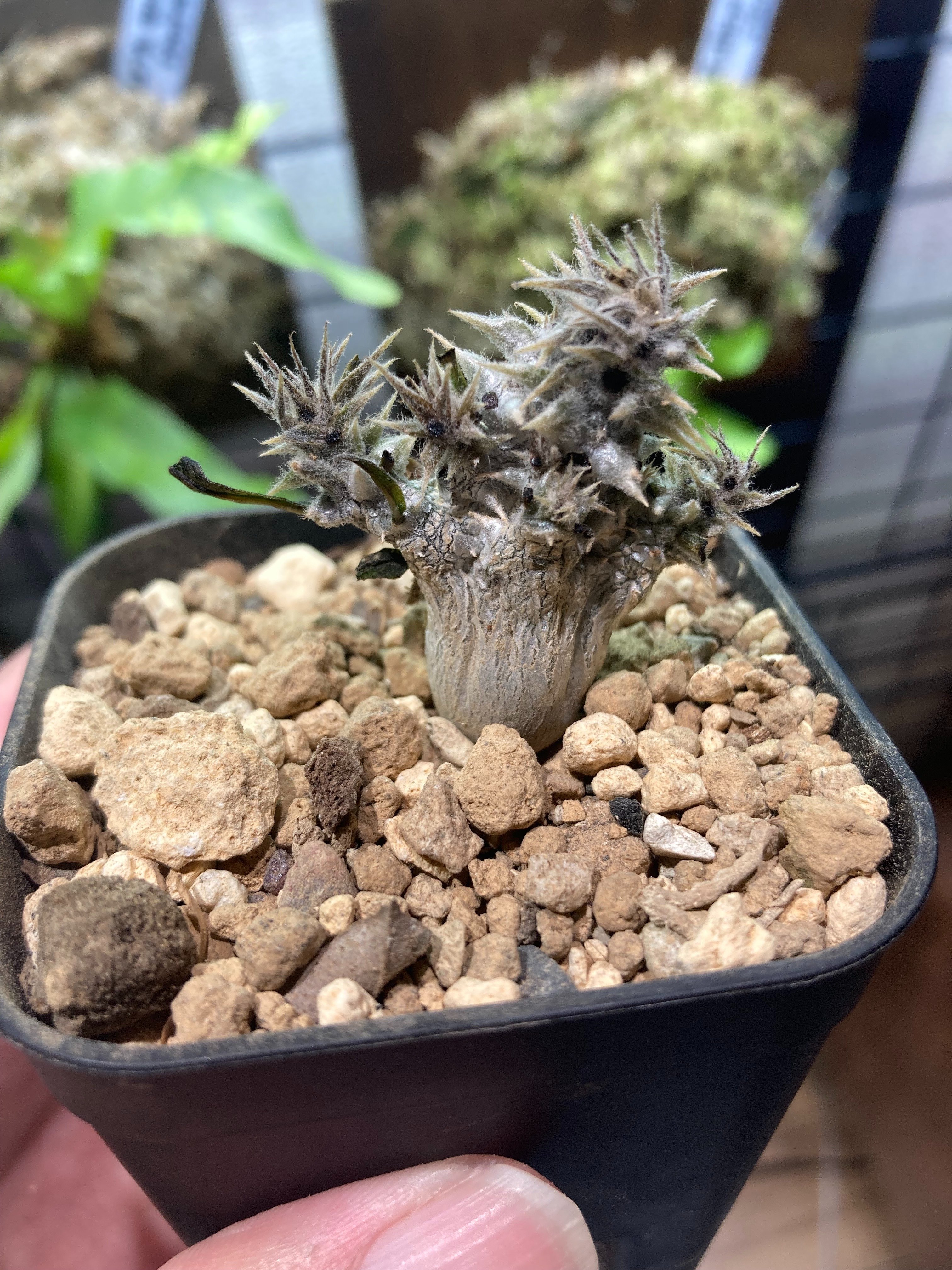 パキポディウム・エブレネウム実生5ヶ月｜.plants bless you.