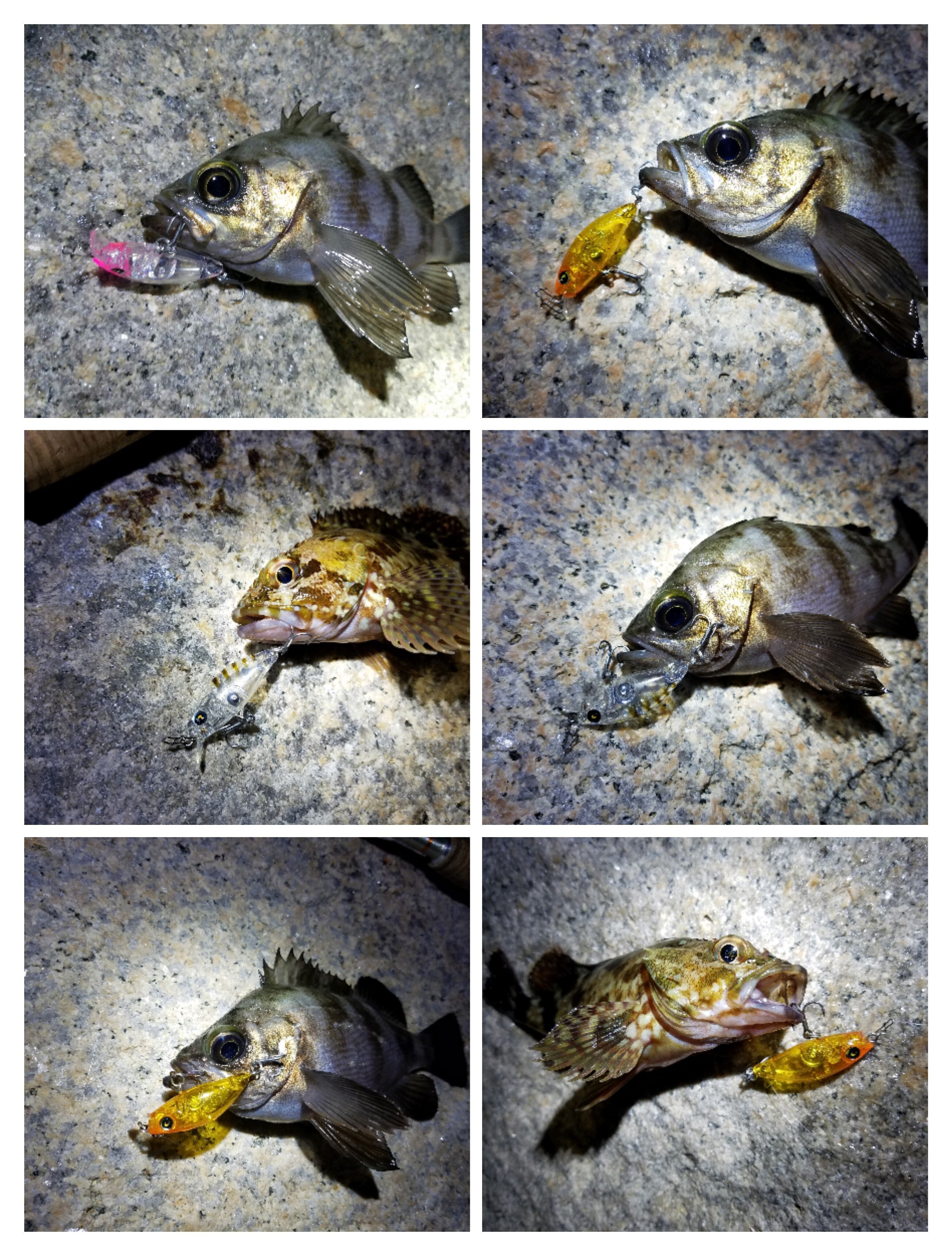 25 個人的にオススメ！ メバルプラグ｜生き辛さを、釣りと思考の整理で