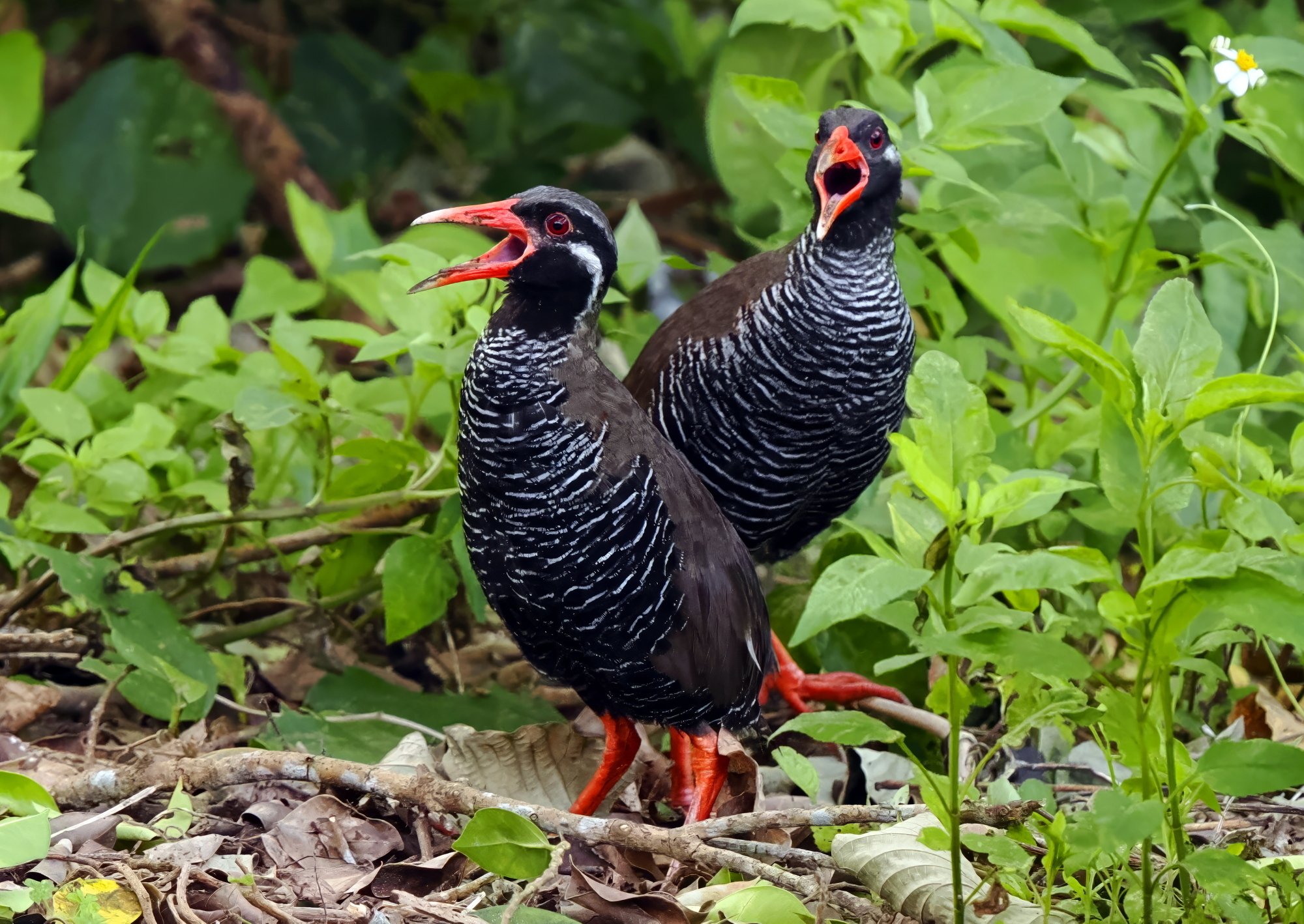 やんばるくいな 沖縄で47年。多様性の森「やんばる」を撮り続けて。湊和雄さん