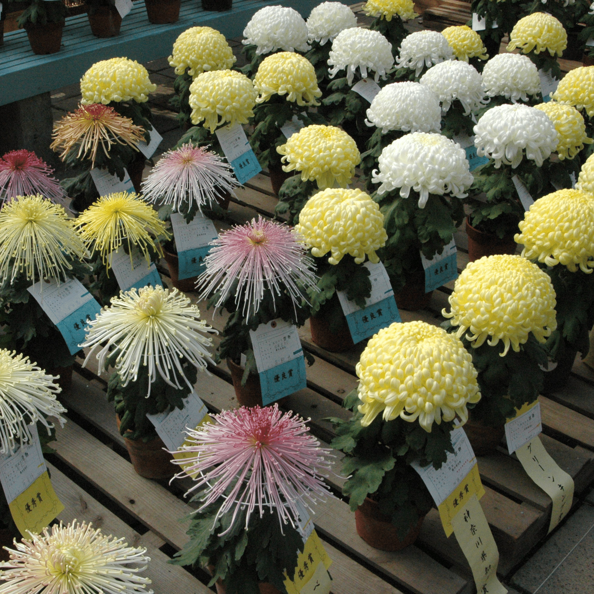 はな・物語 巻ノ九・キク｜新井裕之（StudioA）