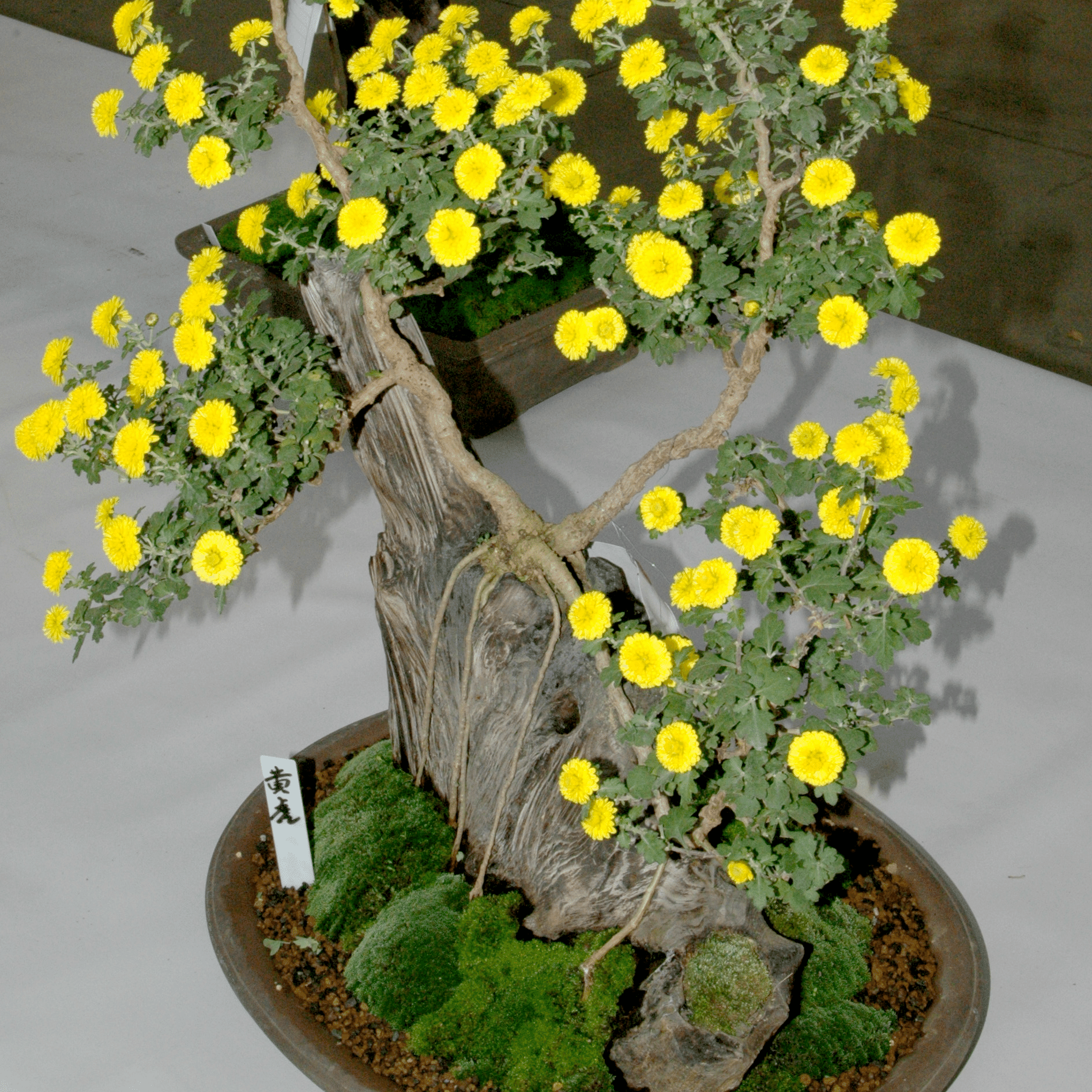 はな・物語 巻ノ九・キク｜新井裕之（StudioA）