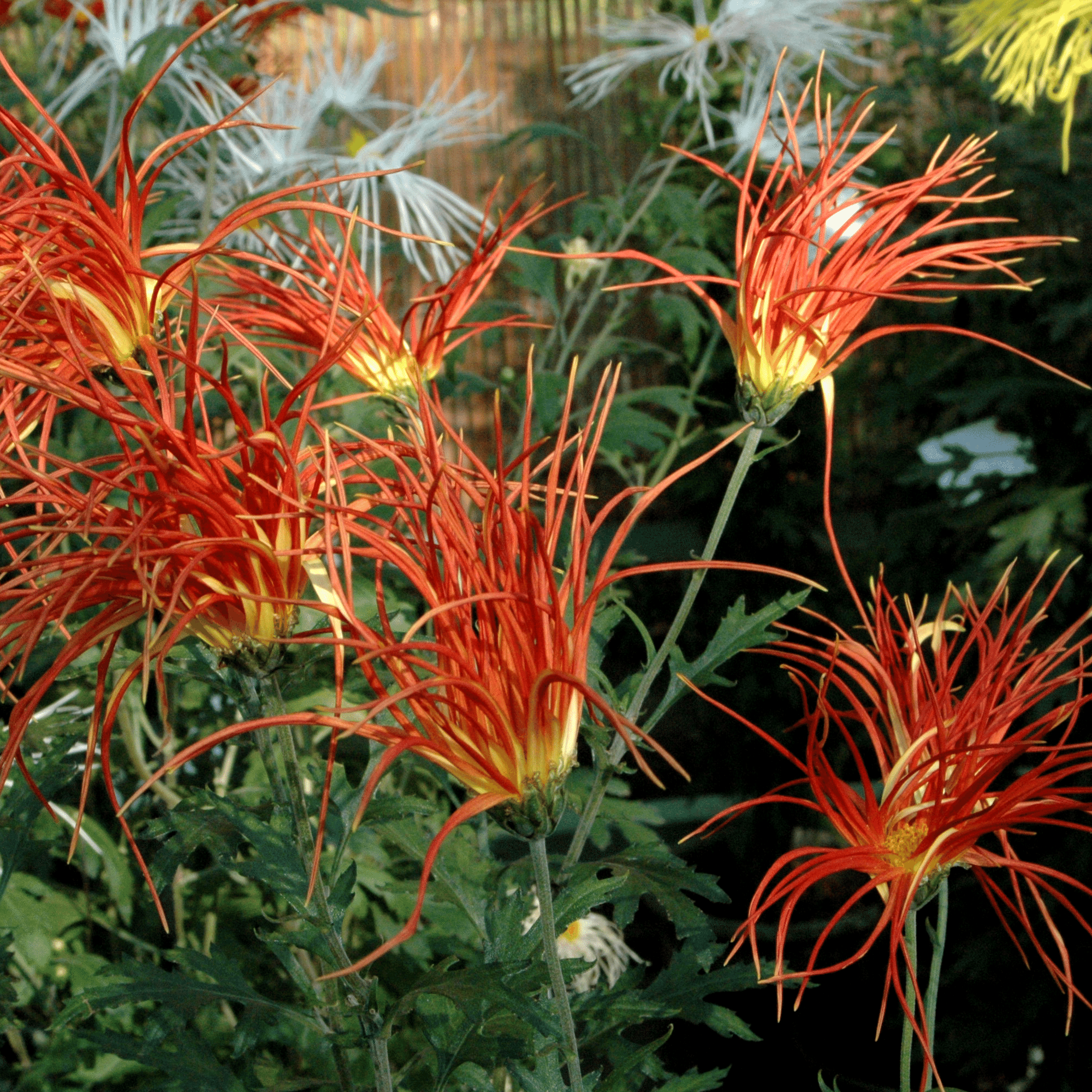 はな・物語 巻ノ九・キク｜新井裕之（StudioA）