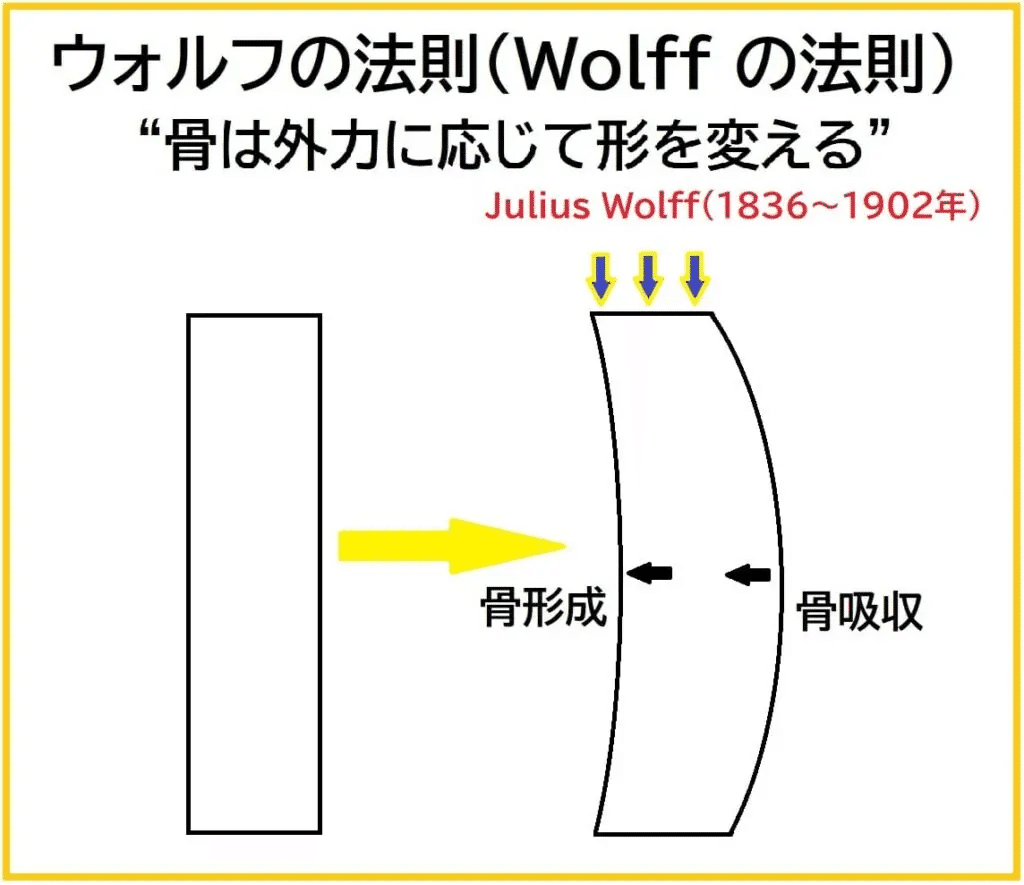 外伝～】成長期が過ぎたからもう身長が伸びないは時代遅れ！新時代成長期が過ぎも身長を伸ばす方法！｜はやと