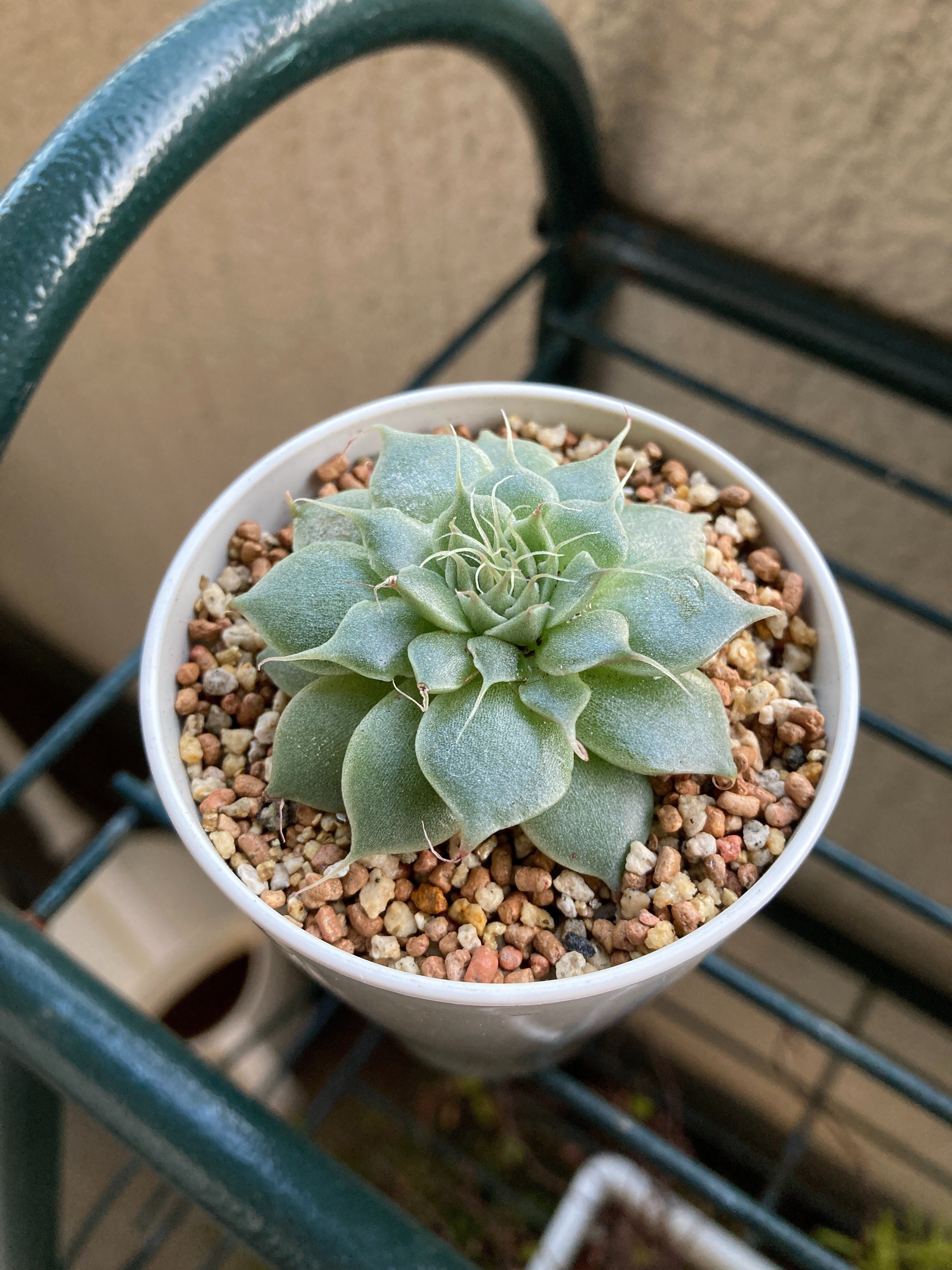 ホワイトゴースト 抜き苗 ねっこ充実