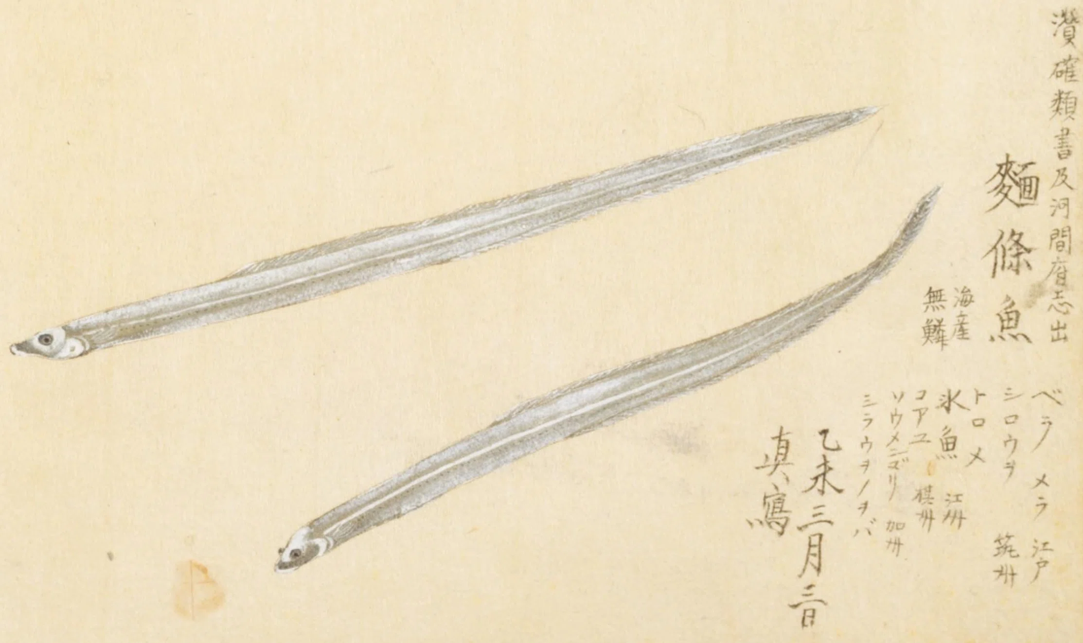 梅園魚品図正】(50) 方頭魚（くづな）／麵條魚（しろうを）｜mominaina