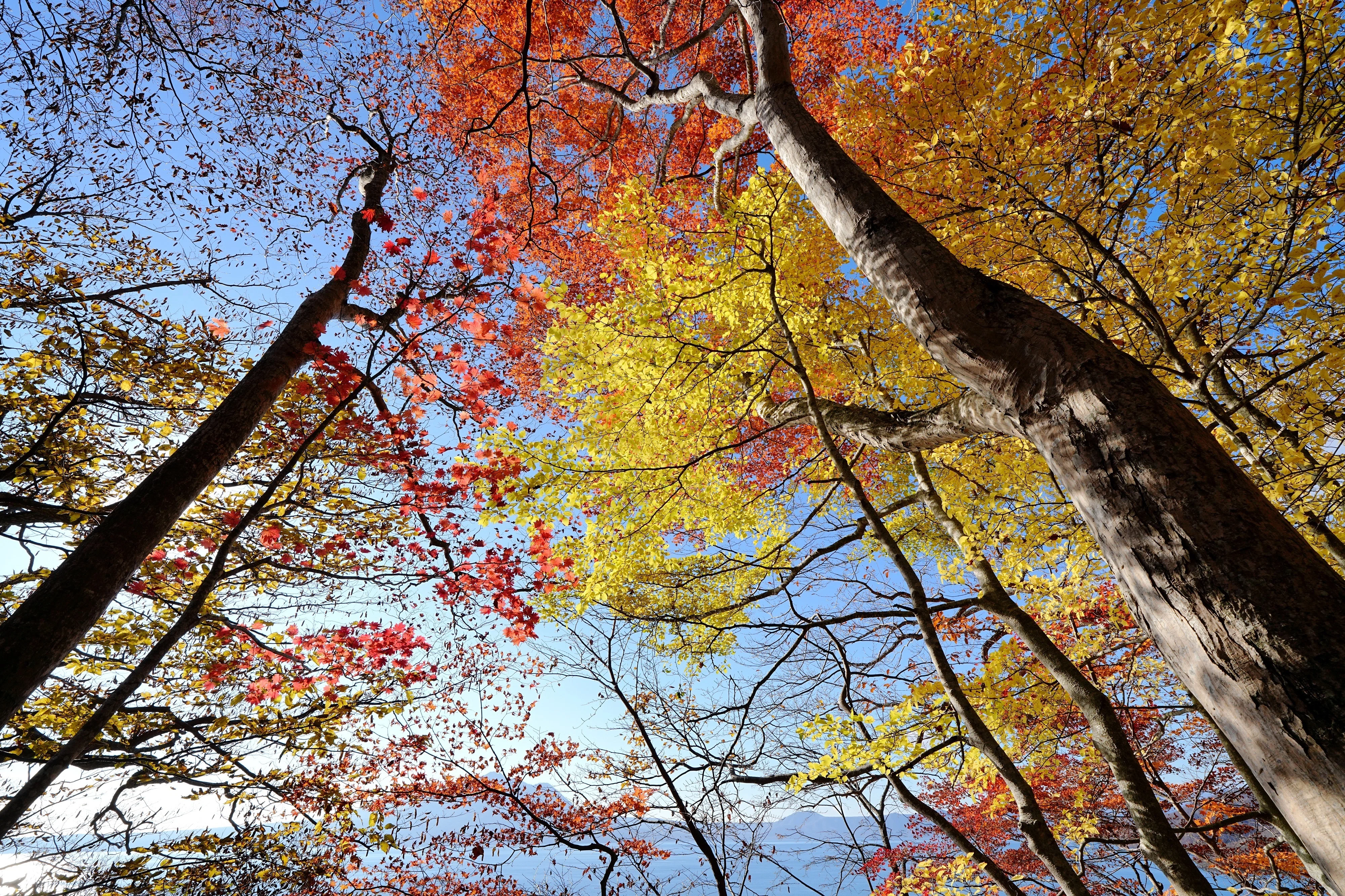 支笏湖の紅葉｜風景写真 四季の山旅