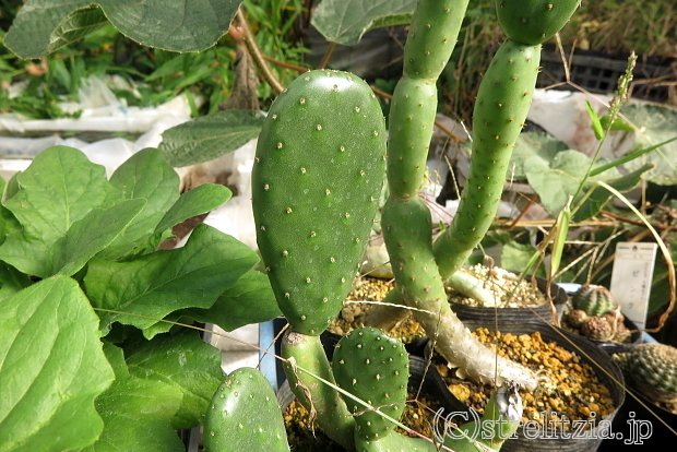 瓜二つ ウチワサボテン｜極楽鳥花植物園