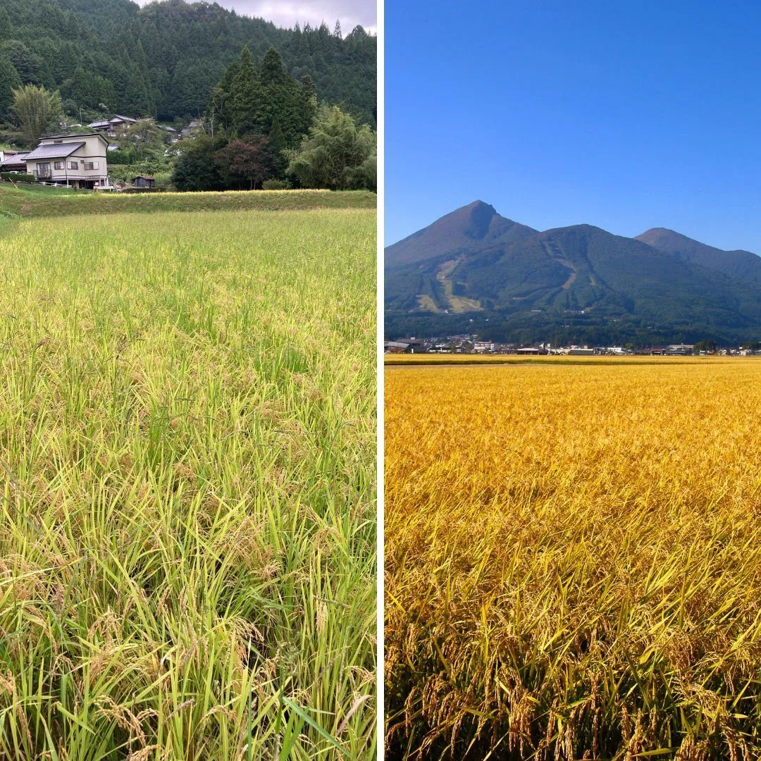 田舎の田んぼの持続性を阻むのは、多収神話、か｜佐藤暁彦 | 里山
