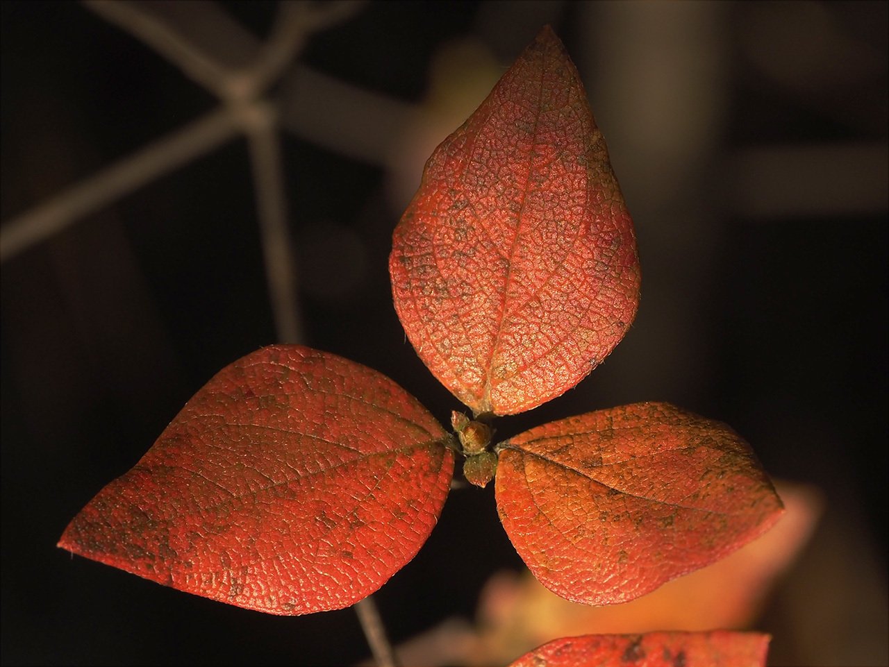 59．コバノミツバツツジの秋 その2｜sasayan