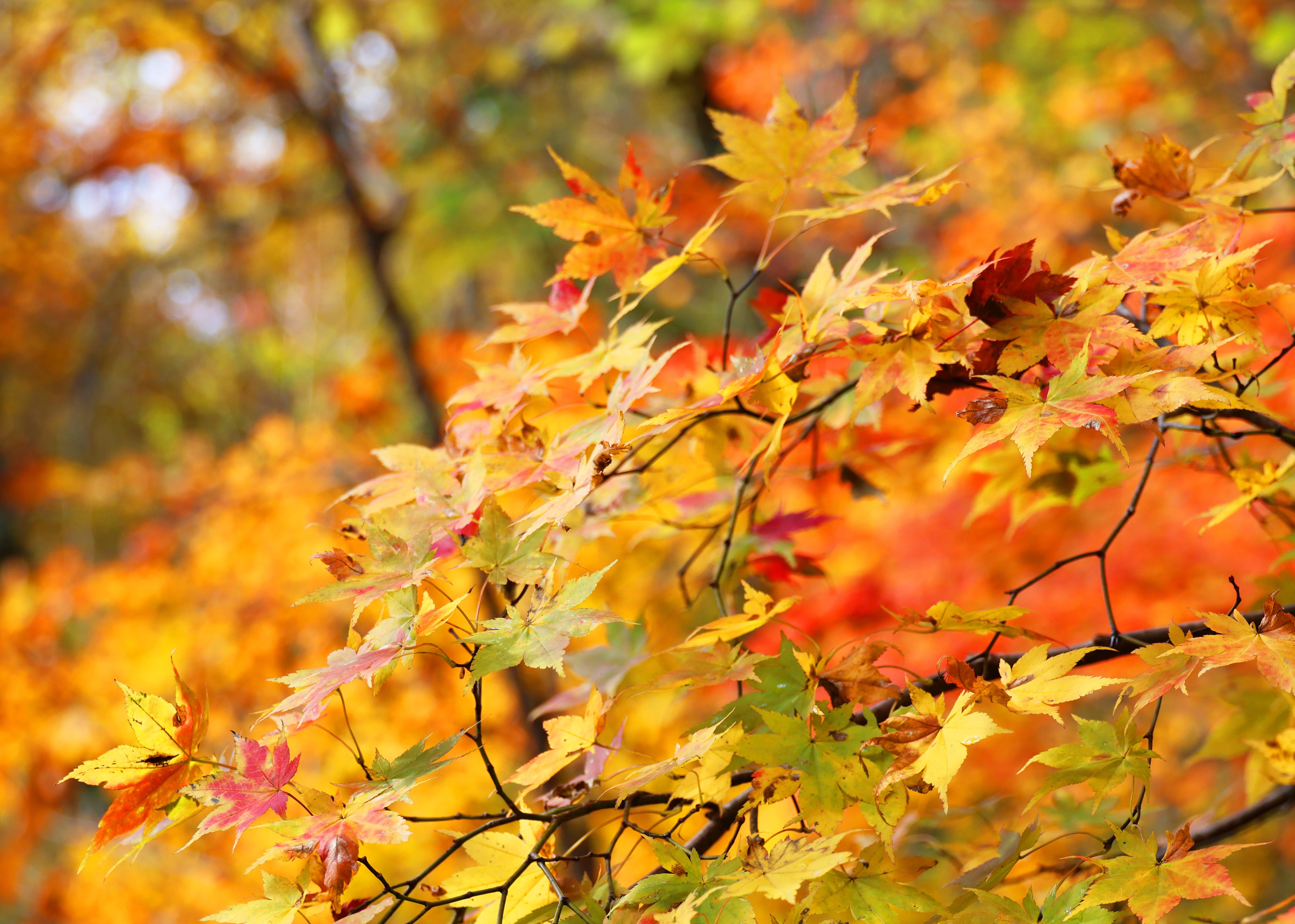 白神山地の紅葉と