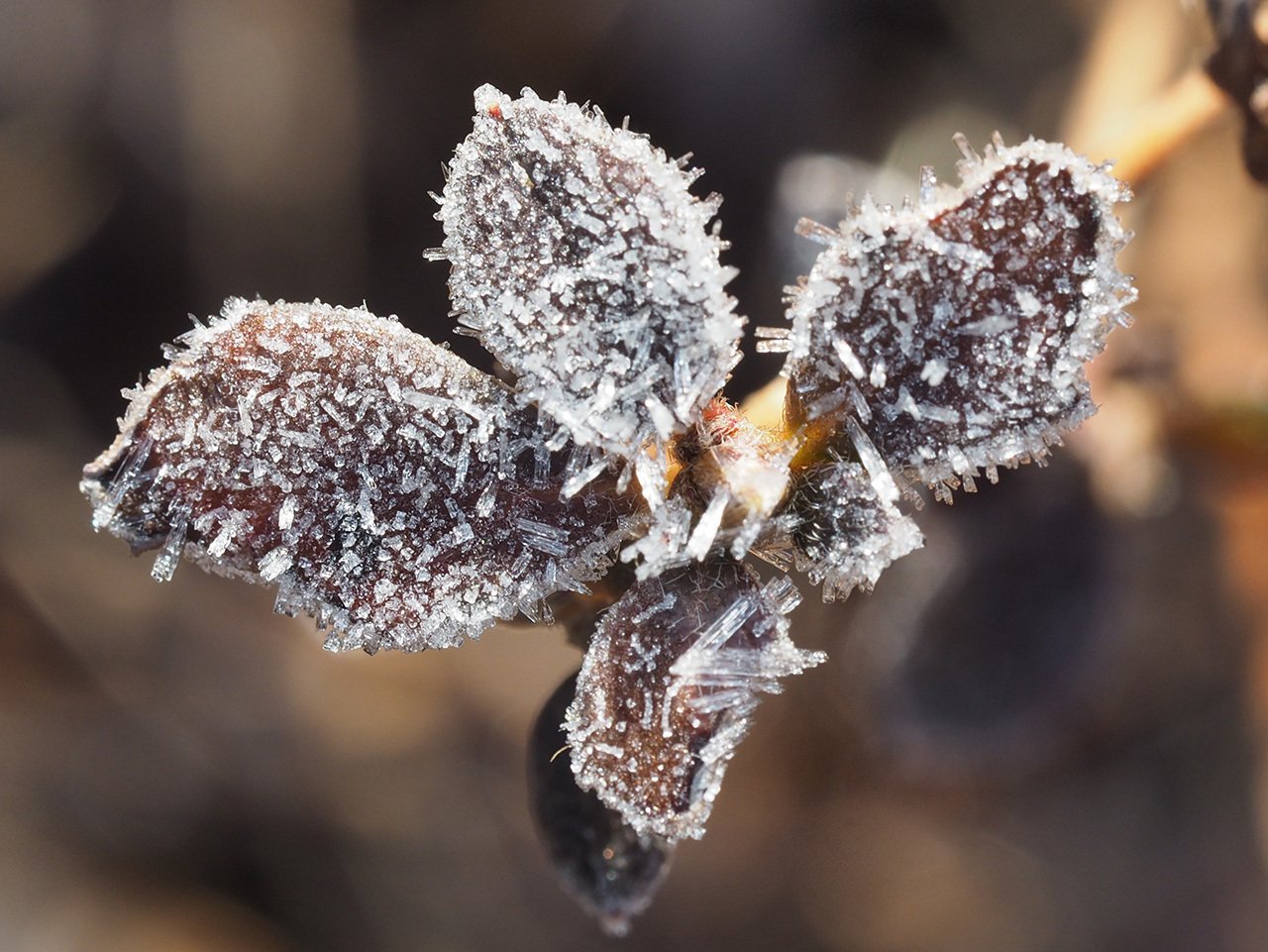 59．コバノミツバツツジの秋 その2｜sasayan