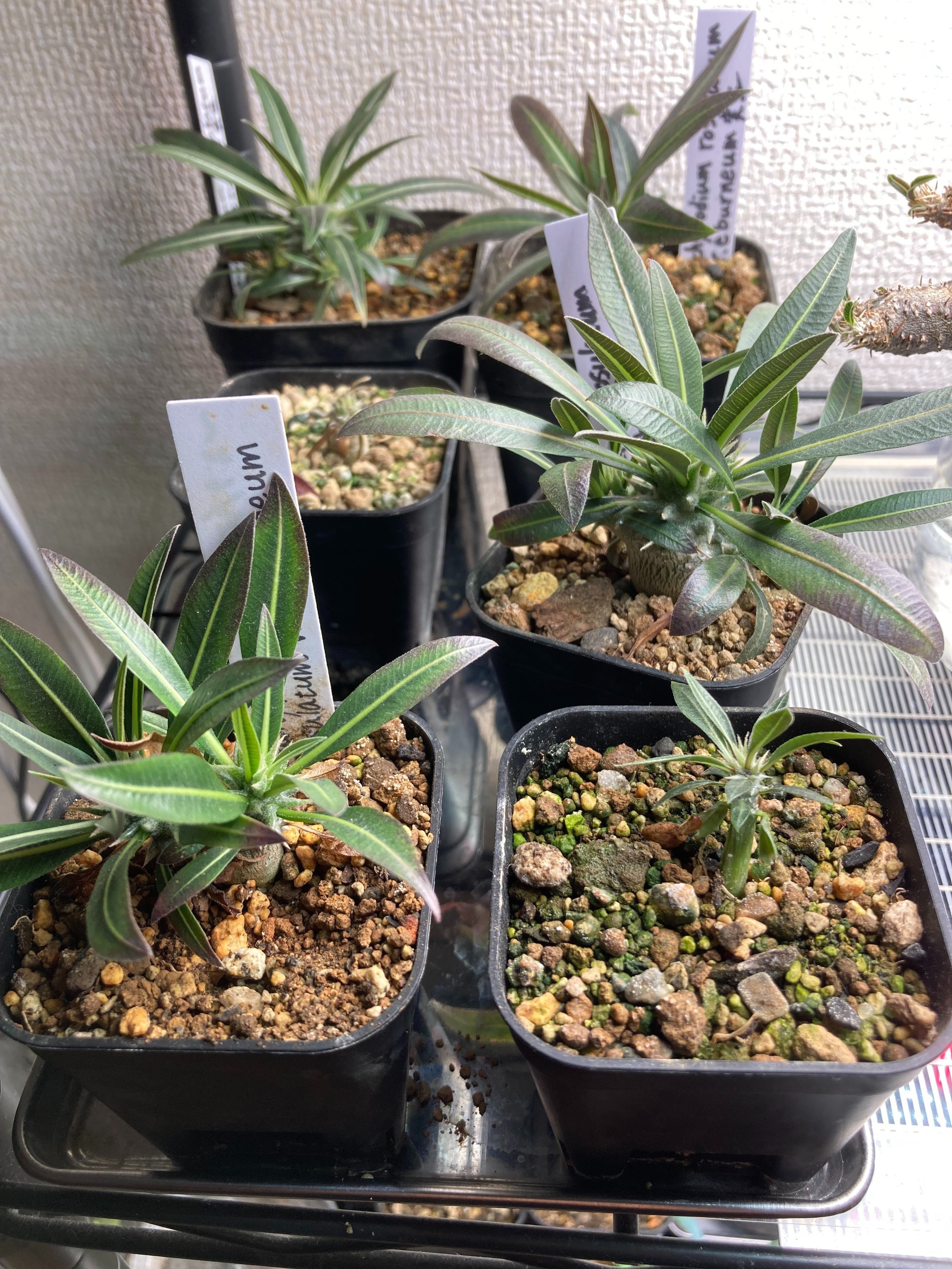 パキポディウム・エブレネウム実生5ヶ月|.plants bless you. パキポディウム・エブレネウム実生5ヶ月|.plants bless you.
