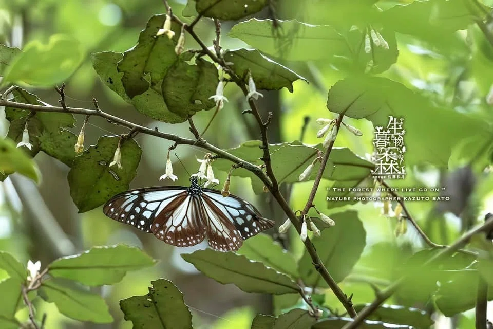 生き物たちの暮す森｜No.015「海を渡る蝶・アサギマダラ」｜佐藤和斗