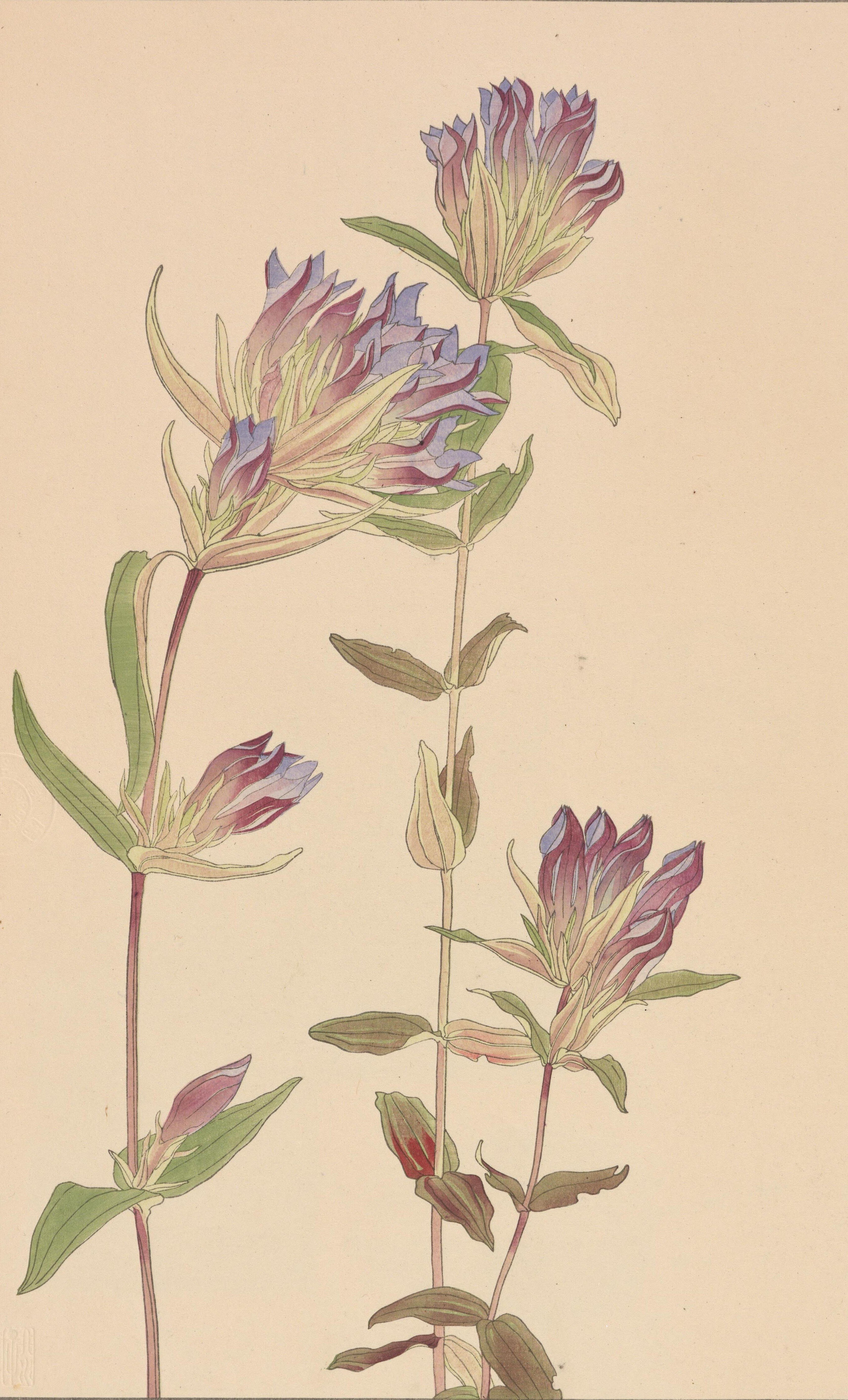 非水百花譜 第13輯｜日本花卉文化株式会社