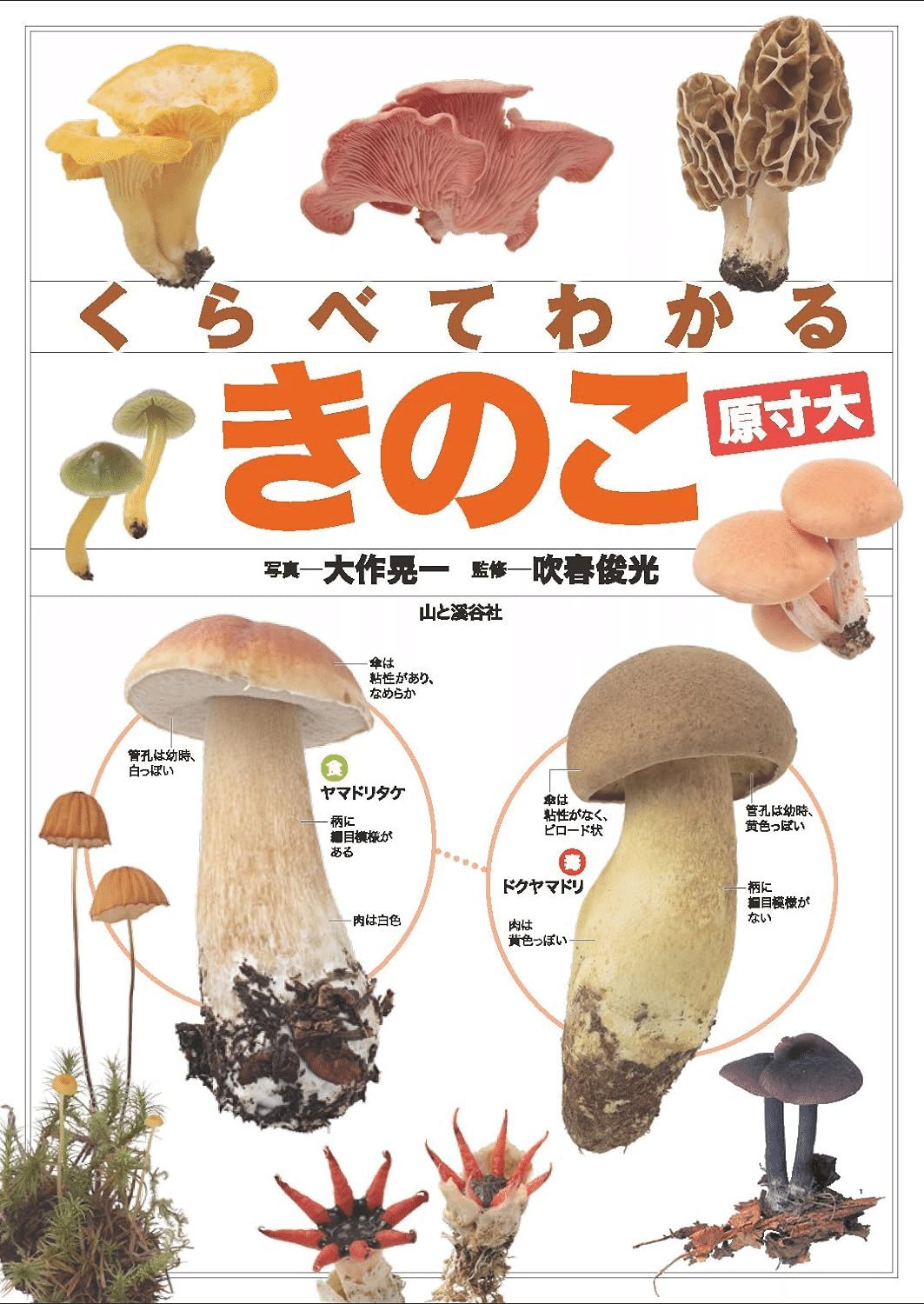 キノコページ imgrc0074884896.jpg