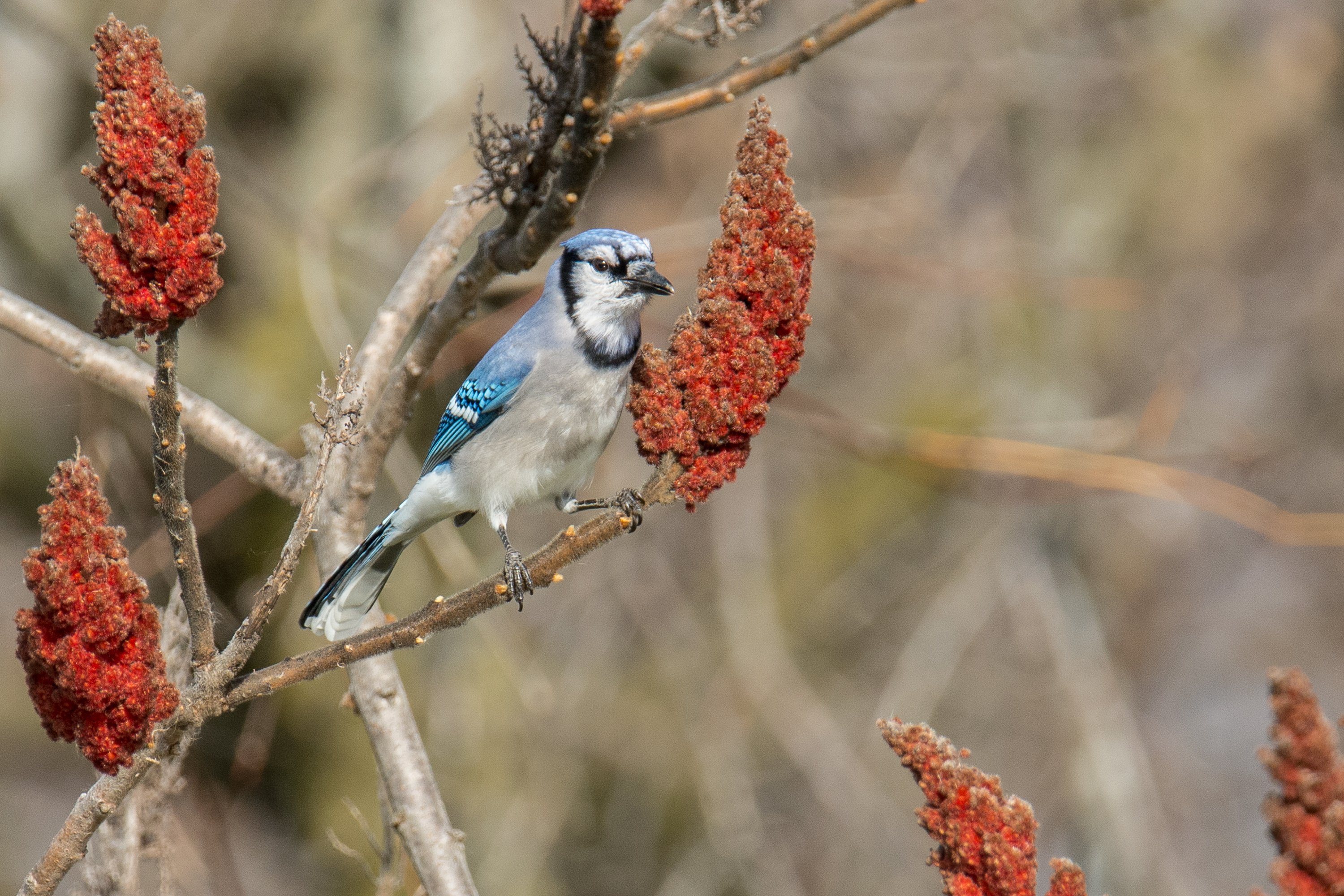 シカゴでバードウォッチング！】 Blue Jay アオカケス｜ローリー
