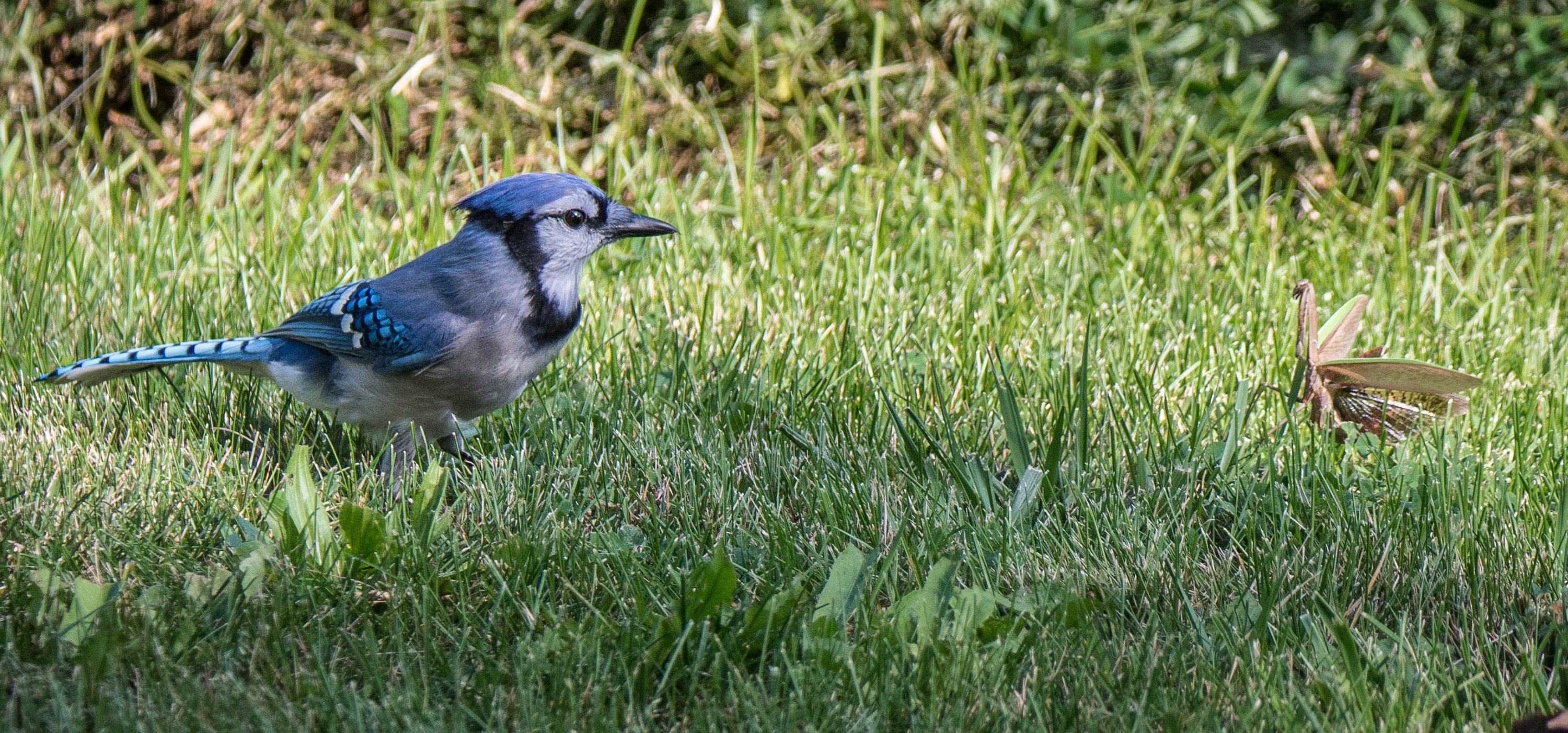 シカゴでバードウォッチング！】 Blue Jay アオカケス｜ローリー
